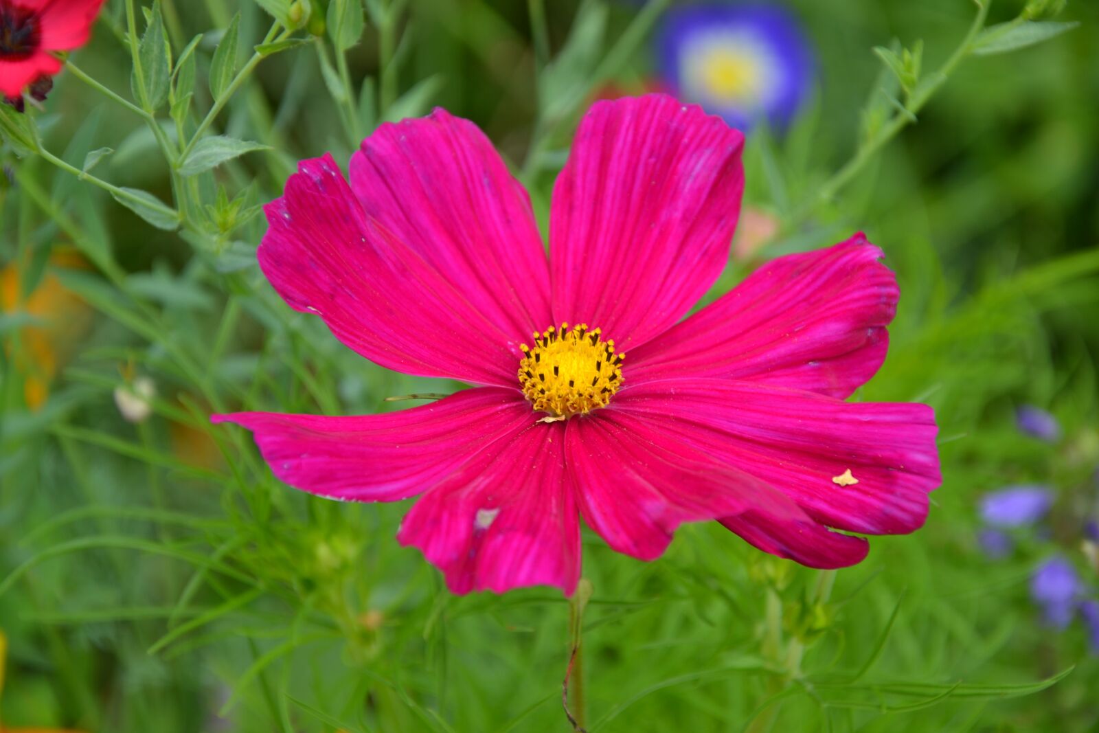 Nikon D3100 sample photo. Colorful variety, flowers, beautiful photography