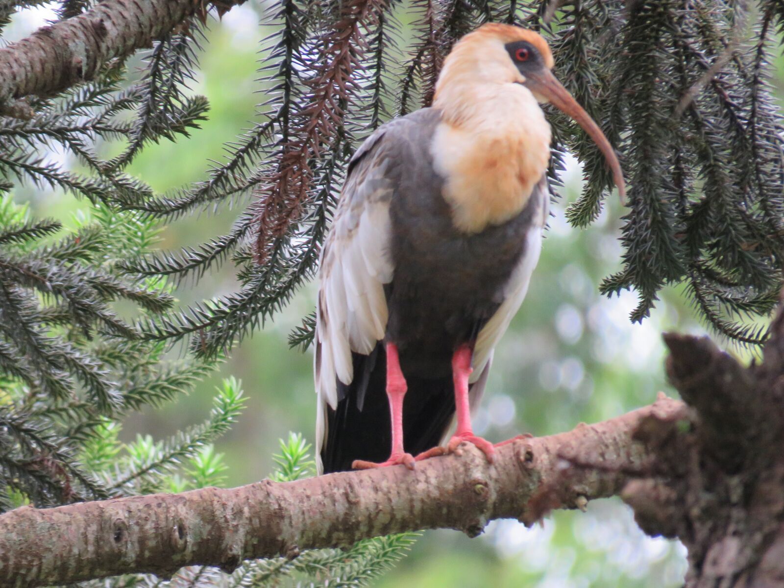 Canon PowerShot SX60 HS sample photo. Birds, nature, plumage photography