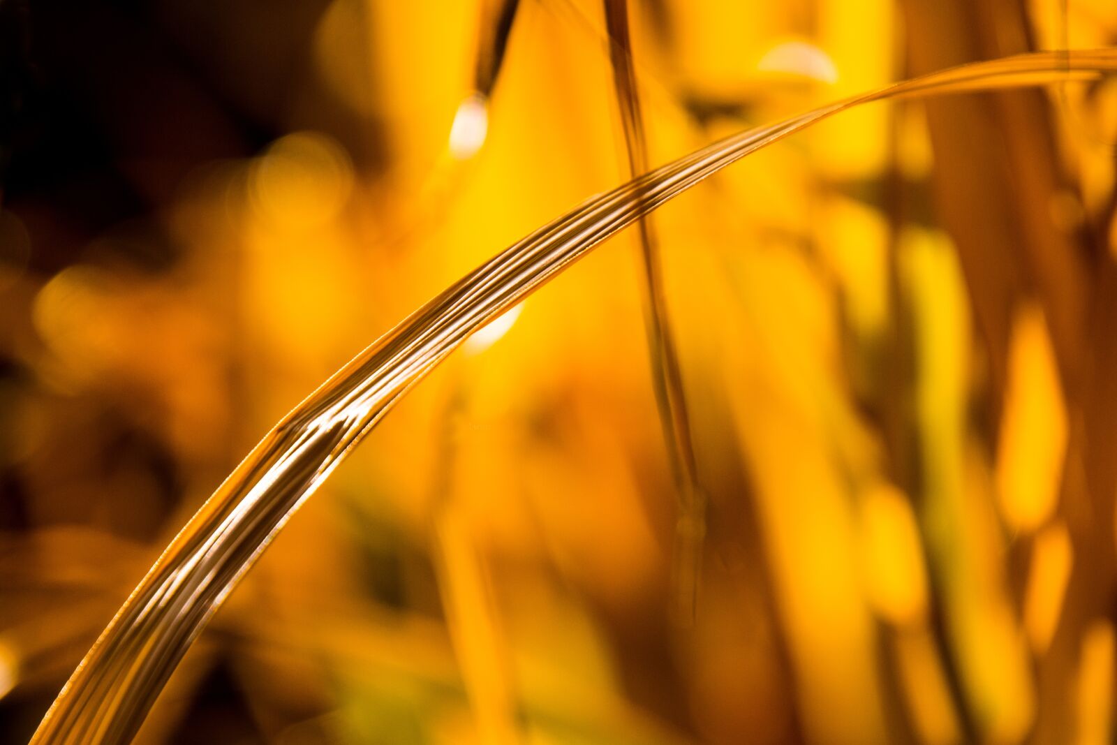 Nikon D3300 sample photo. Blur, plant, autumn photography