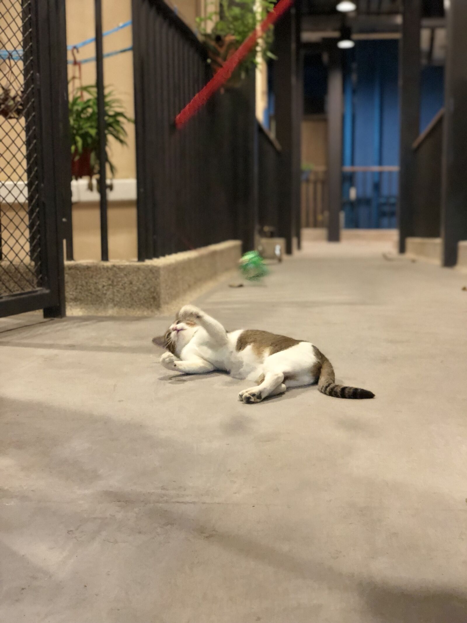 iPhone X back dual camera 6mm f/2.4 sample photo. Cat, cat, playing photography