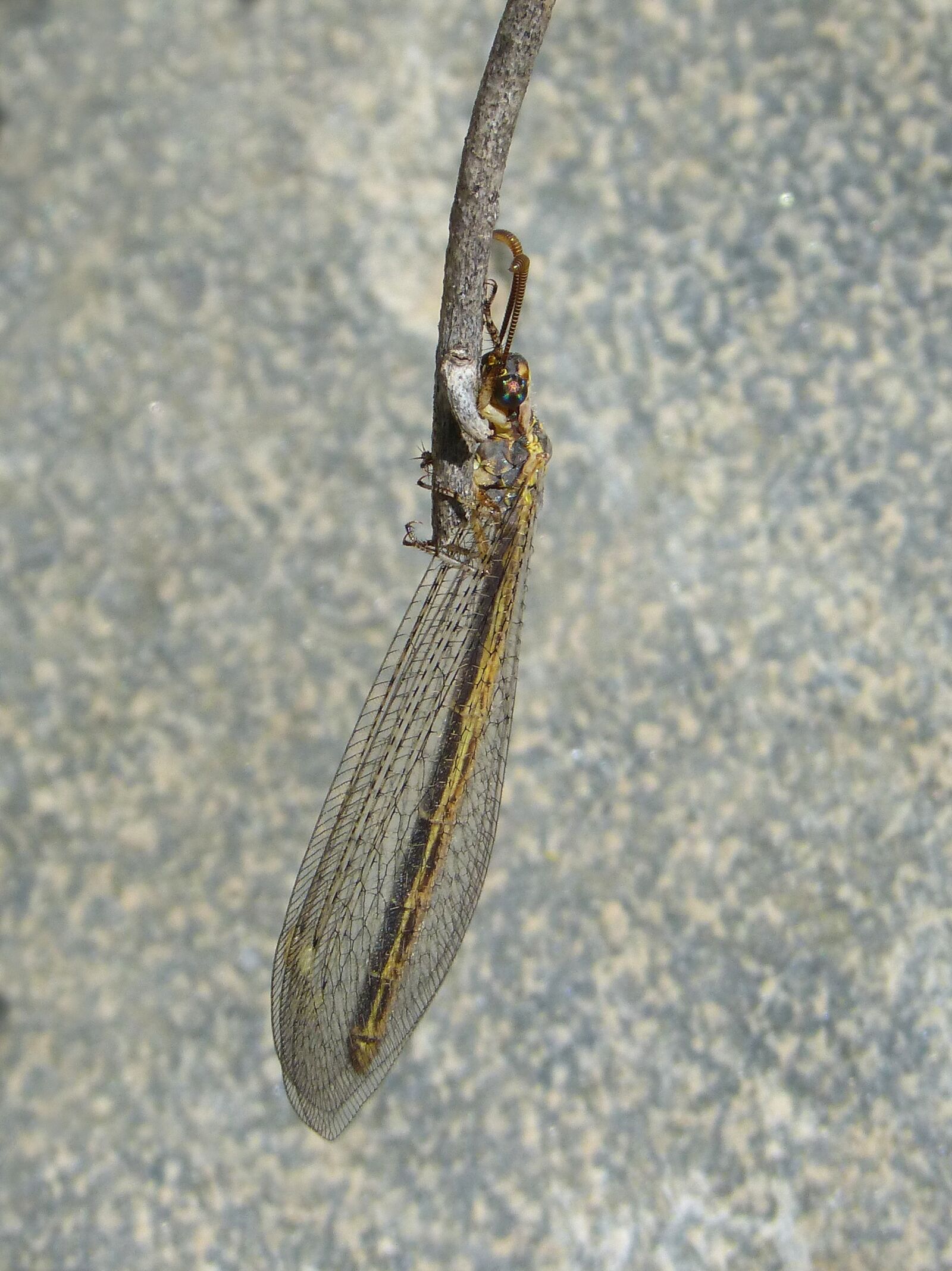 Panasonic DMC-FZ62 sample photo. Winged insect, strange insect photography