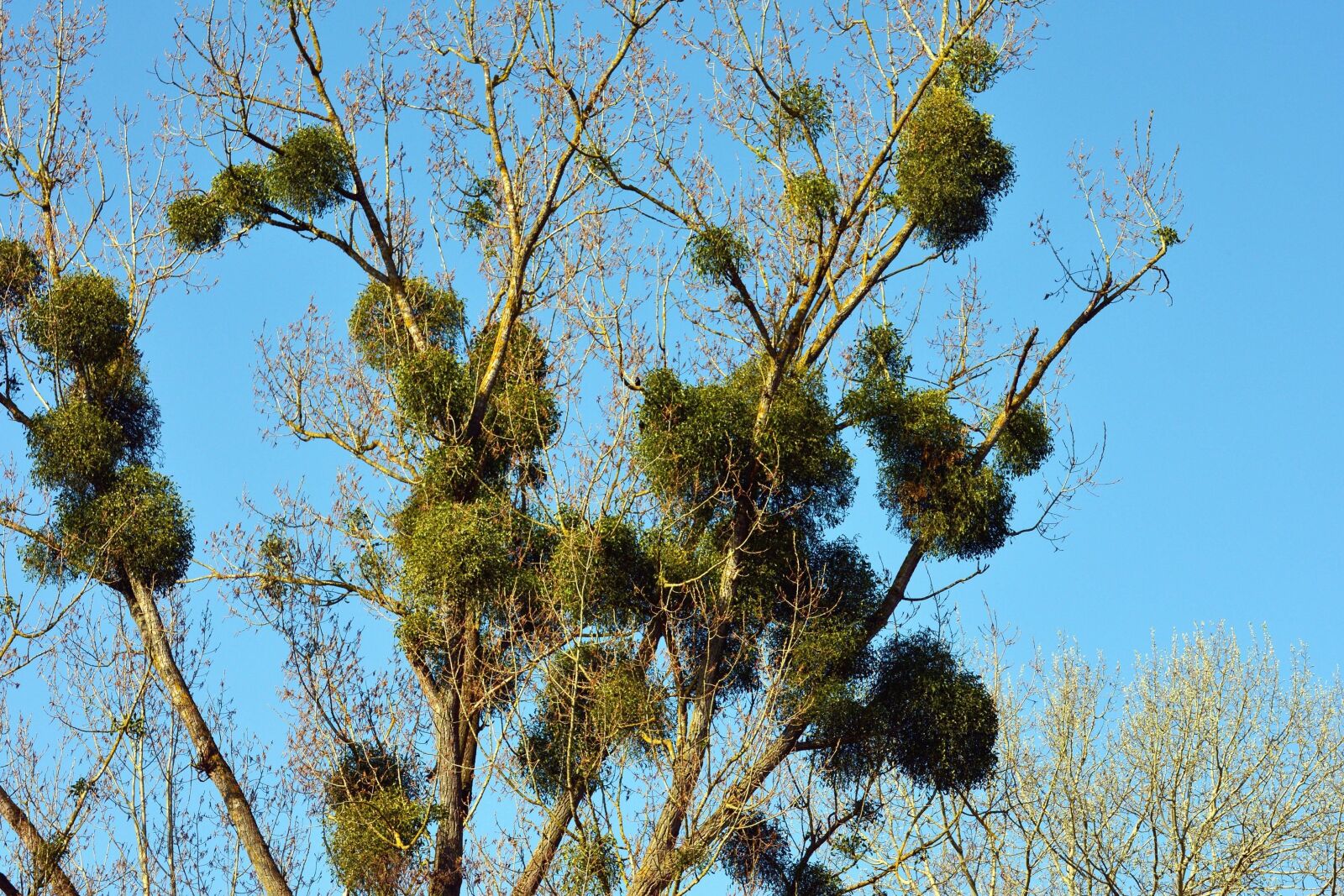 Nikon D5200 sample photo. Treetop, tree, sky, leaf photography