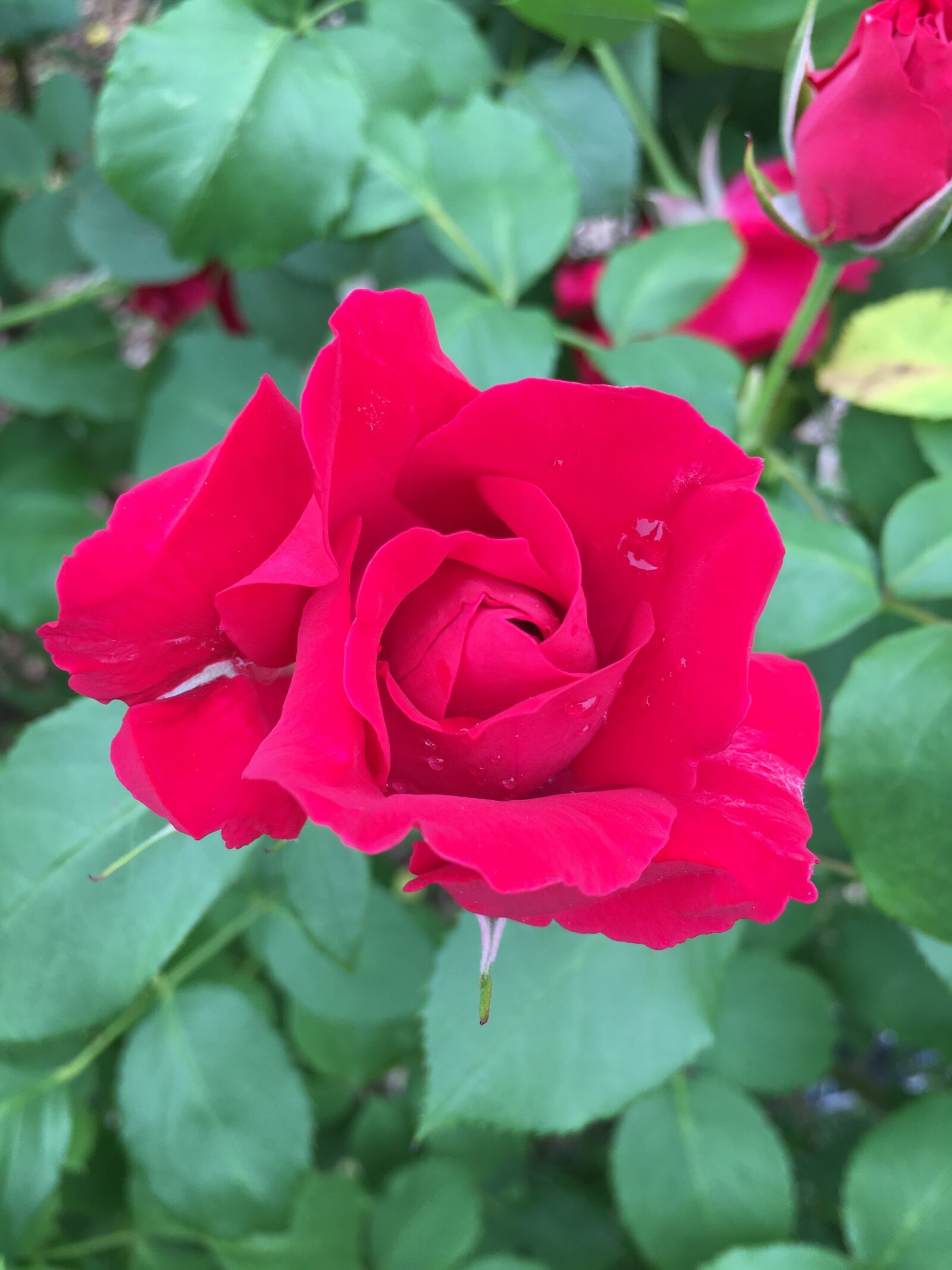iPhone 6s Plus back camera 4.15mm f/2.2 sample photo. Rose, flower, brooklyn botanical photography