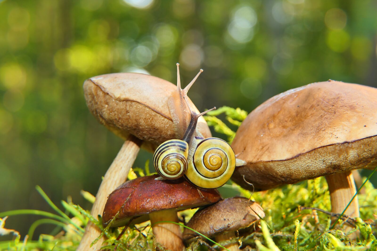 Panasonic Lumix DMC-FZ2500 (Lumix DMC-FZ2000) sample photo. Snails, mushrooms, nature photography