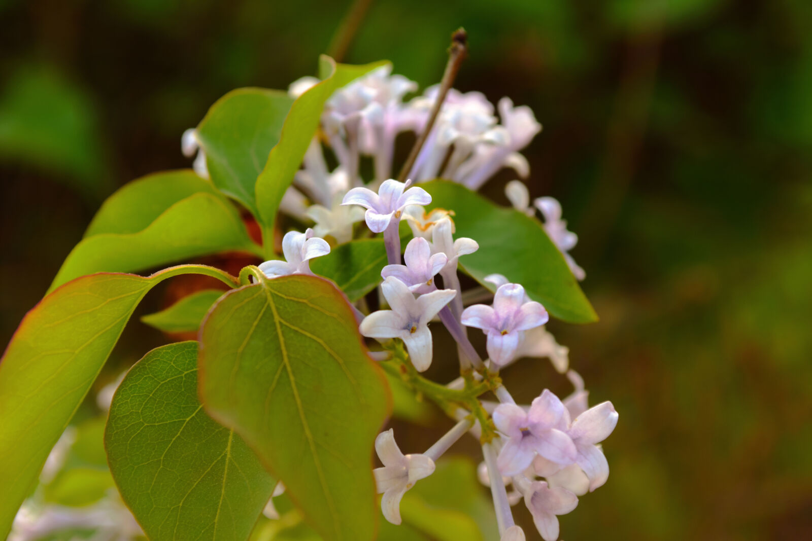 Nikon D5300 sample photo