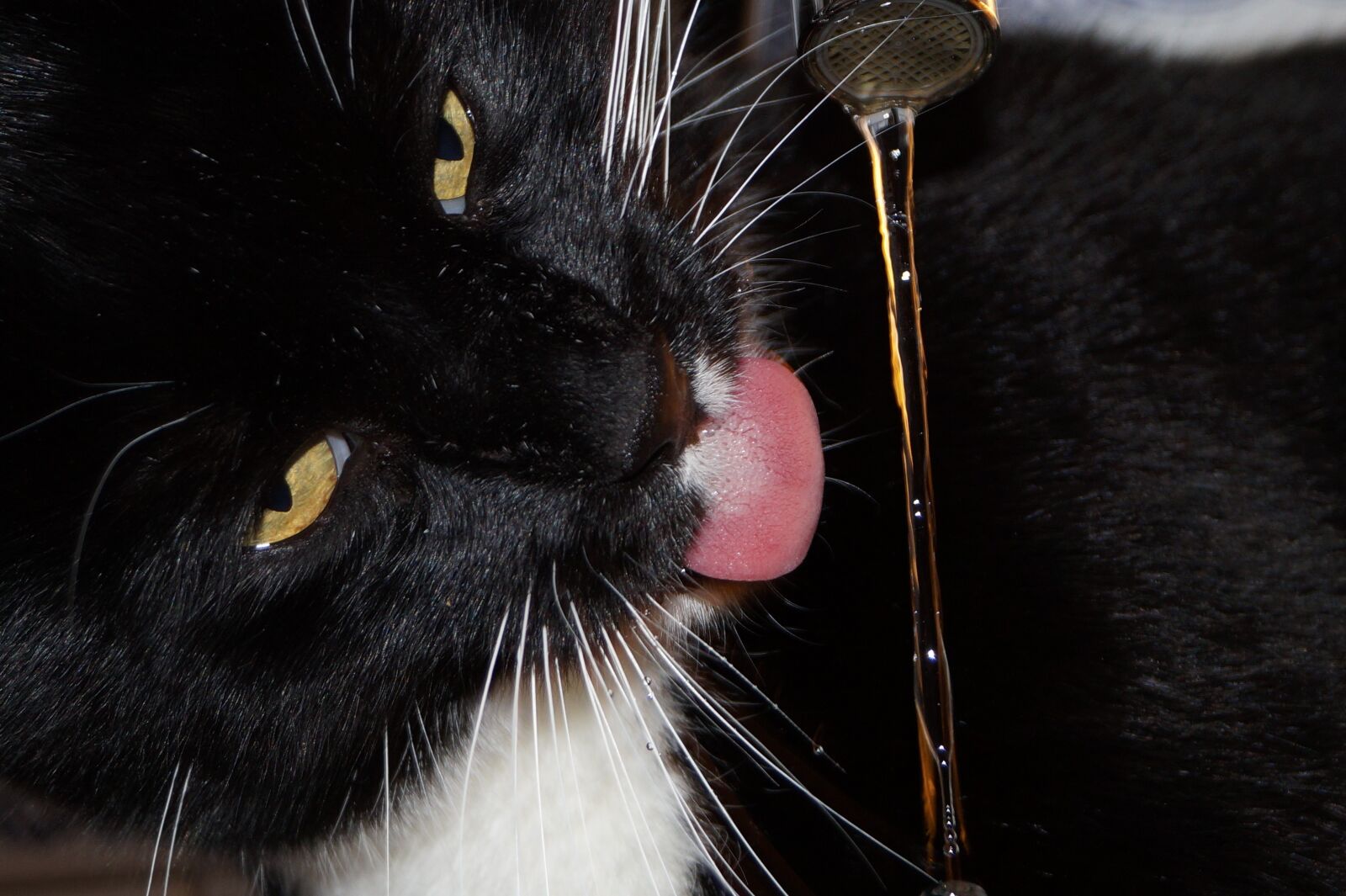 Sony DT 18-55mm F3.5-5.6 SAM II sample photo. Cat, portrait, pet photography