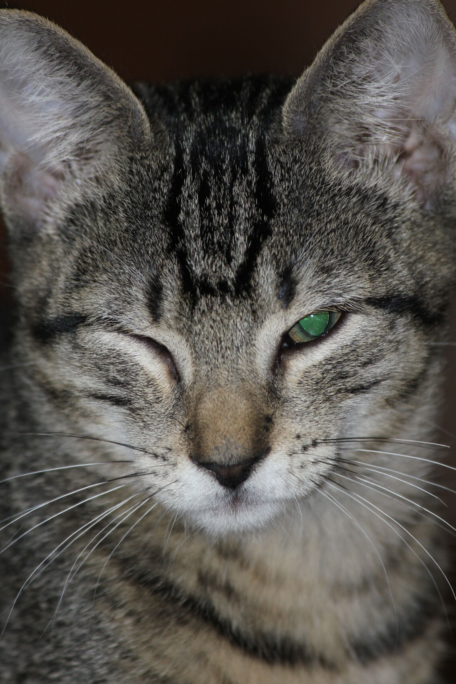 Canon EOS 550D (EOS Rebel T2i / EOS Kiss X4) sample photo. Cat, hair, kitten photography