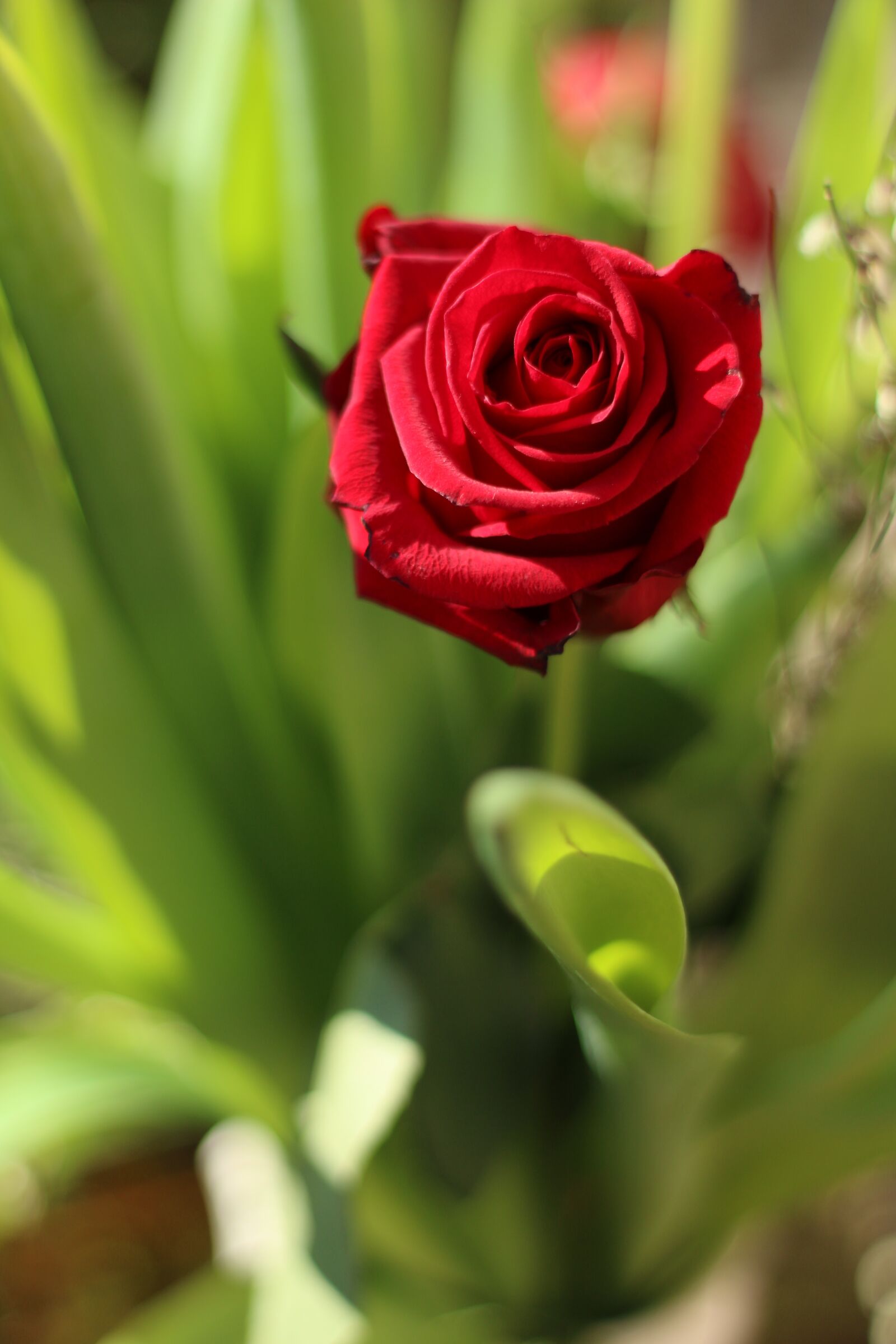 Canon EOS 70D + Canon EF 50mm F1.8 II sample photo. Pink, flower, red photography