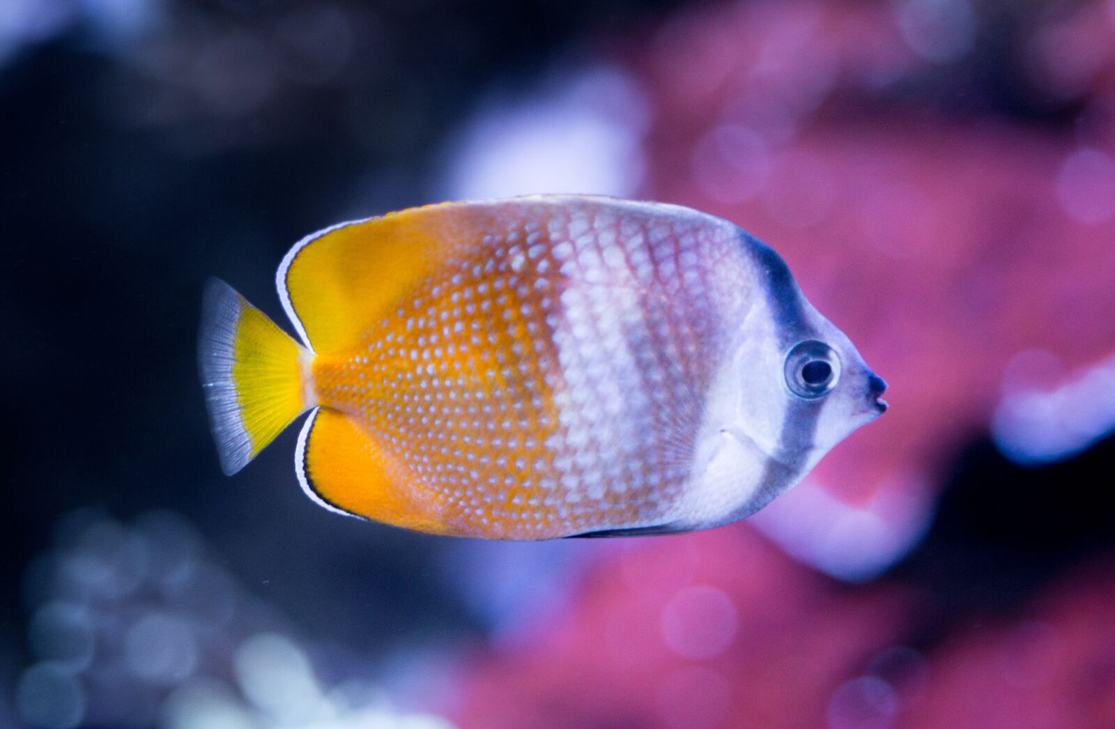Nikon D610 sample photo. Tropical, fish, tank photography