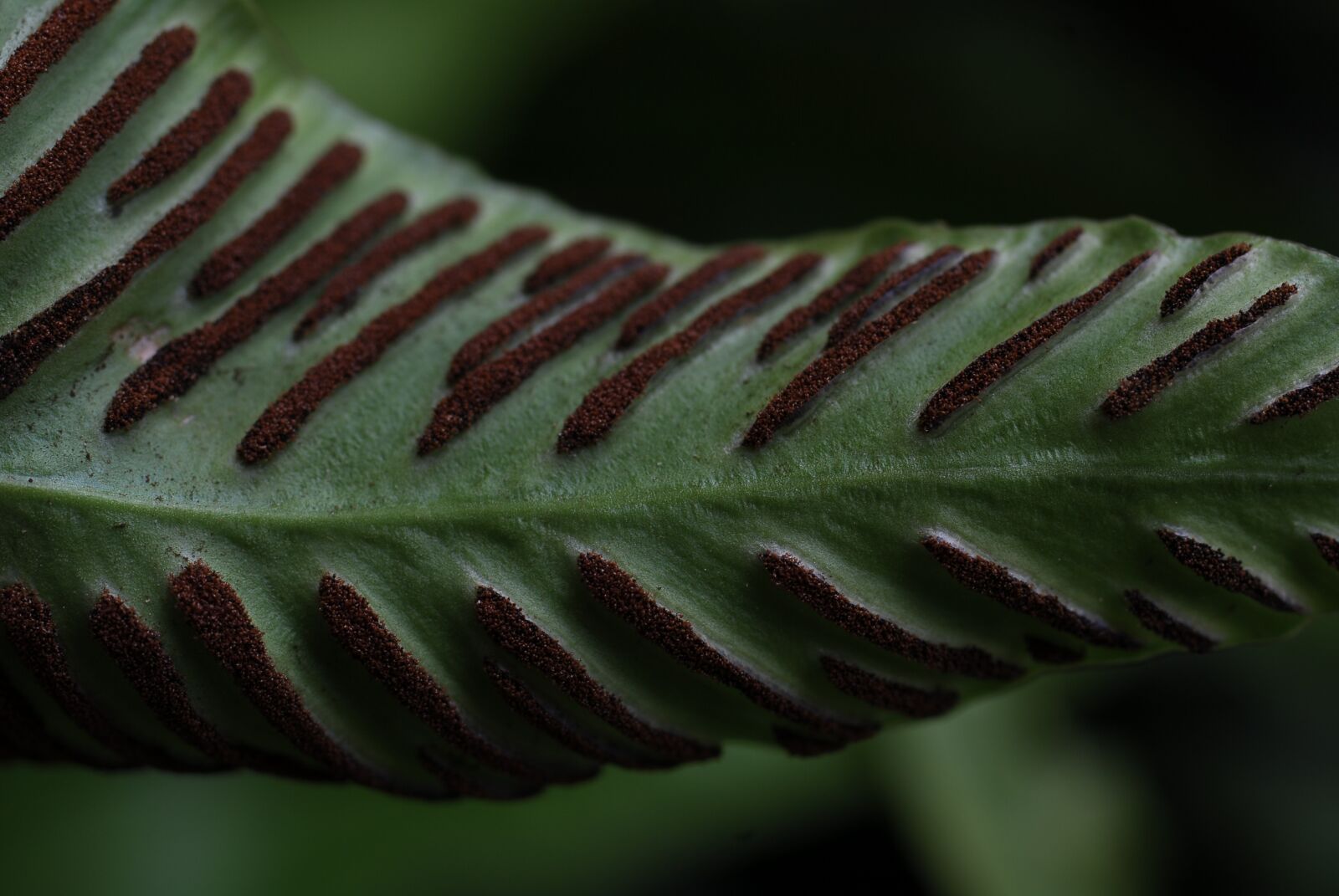 Nikon D200 sample photo. Plant, fern, macro photography
