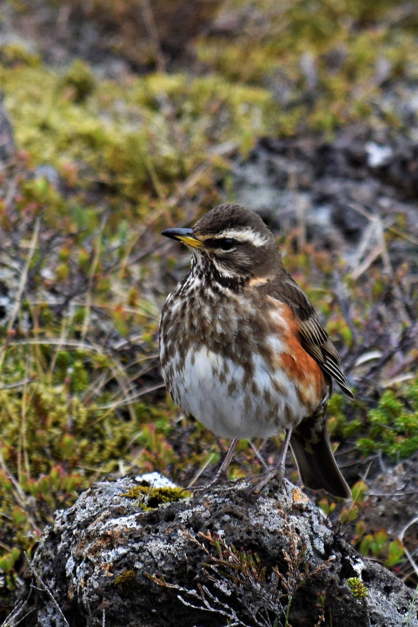 Nikon D3300 sample photo. Turdus iliacus, thrush, redwing photography