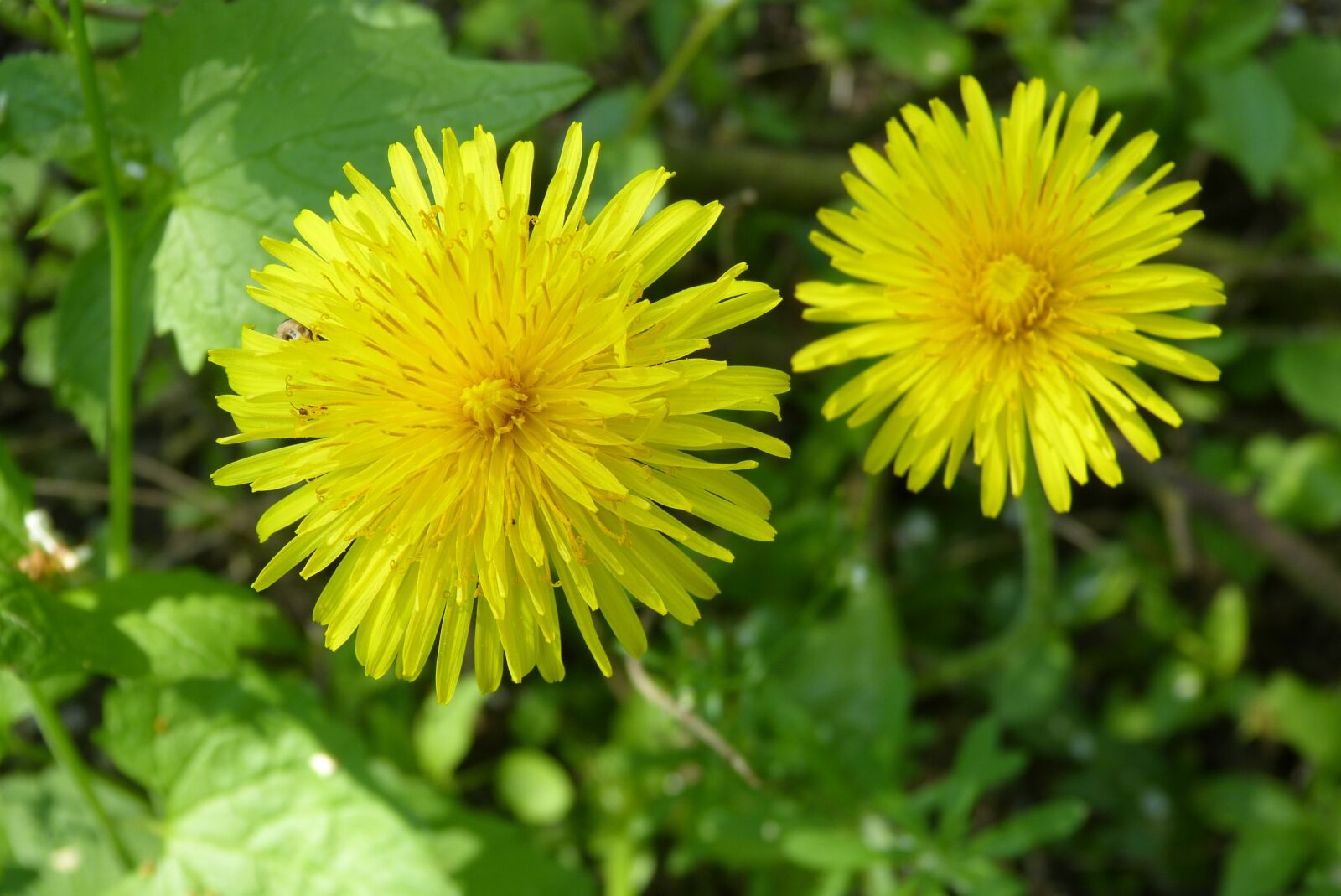 Panasonic Lumix DMC-FZ150 sample photo. Dandelion, spring, nature photography
