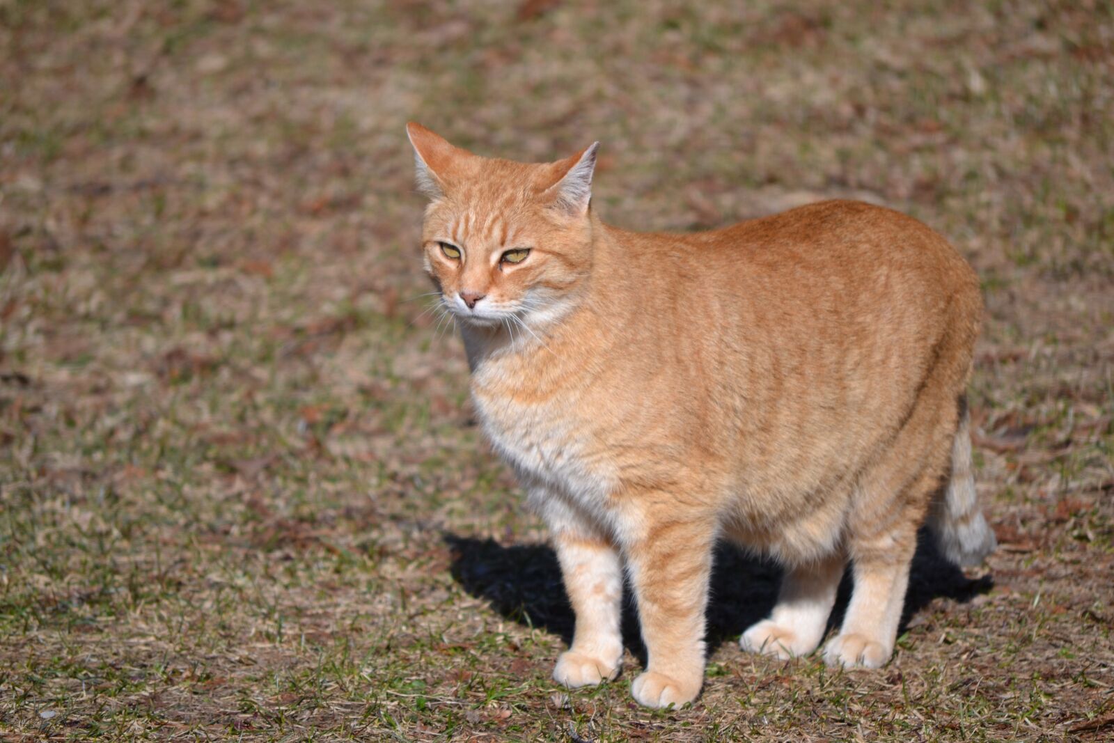 Nikon D3100 sample photo. Cat, domestic, orange photography