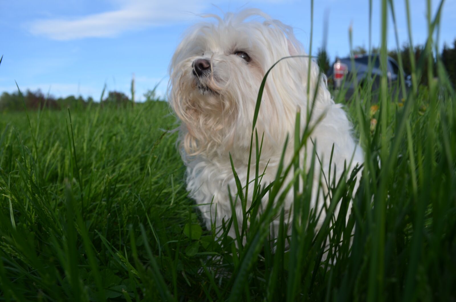 Nikon D5100 sample photo. Maltese, vermont, grass photography