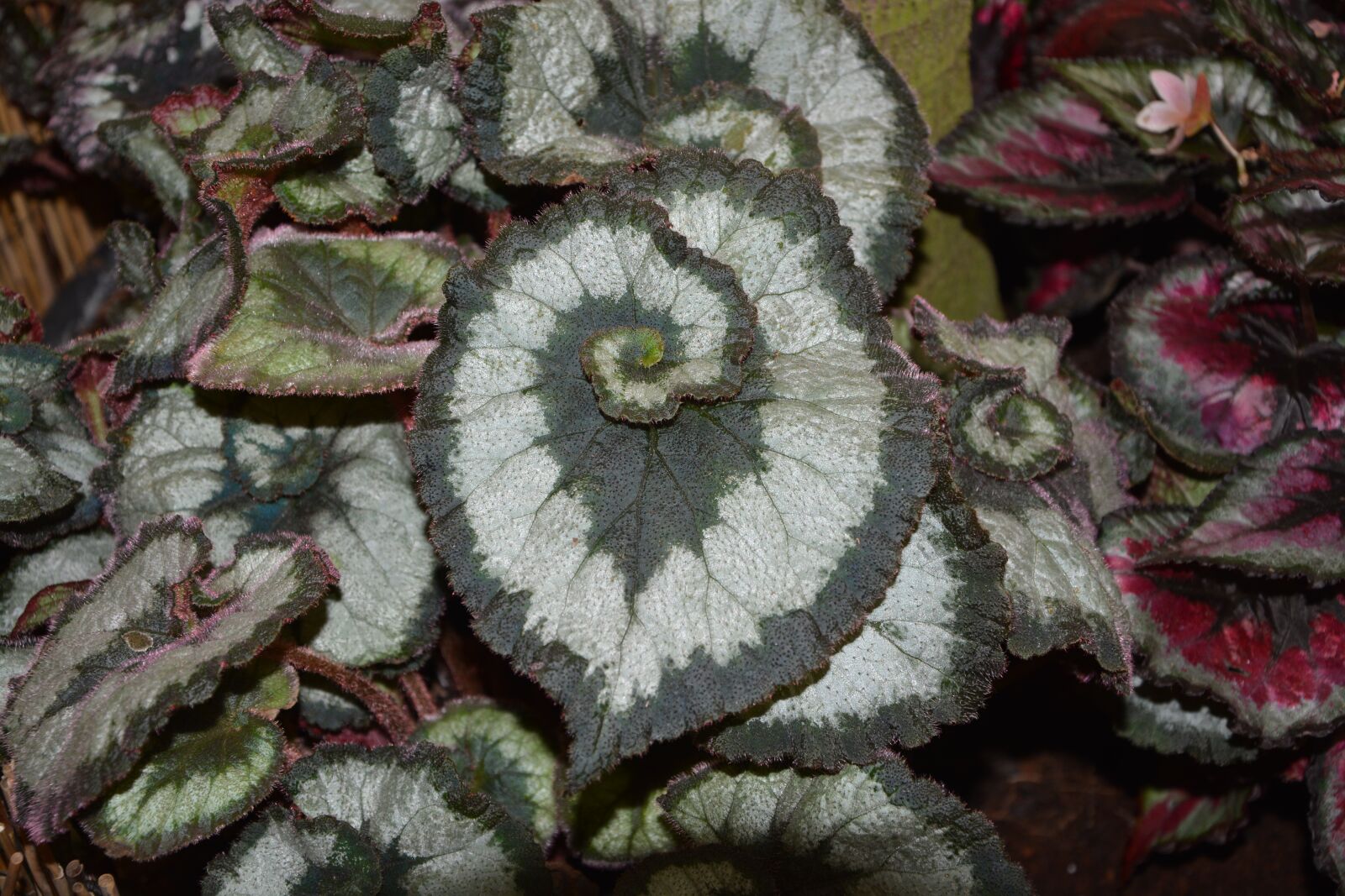 Nikon D5200 sample photo. Leaves, plant, nature photography