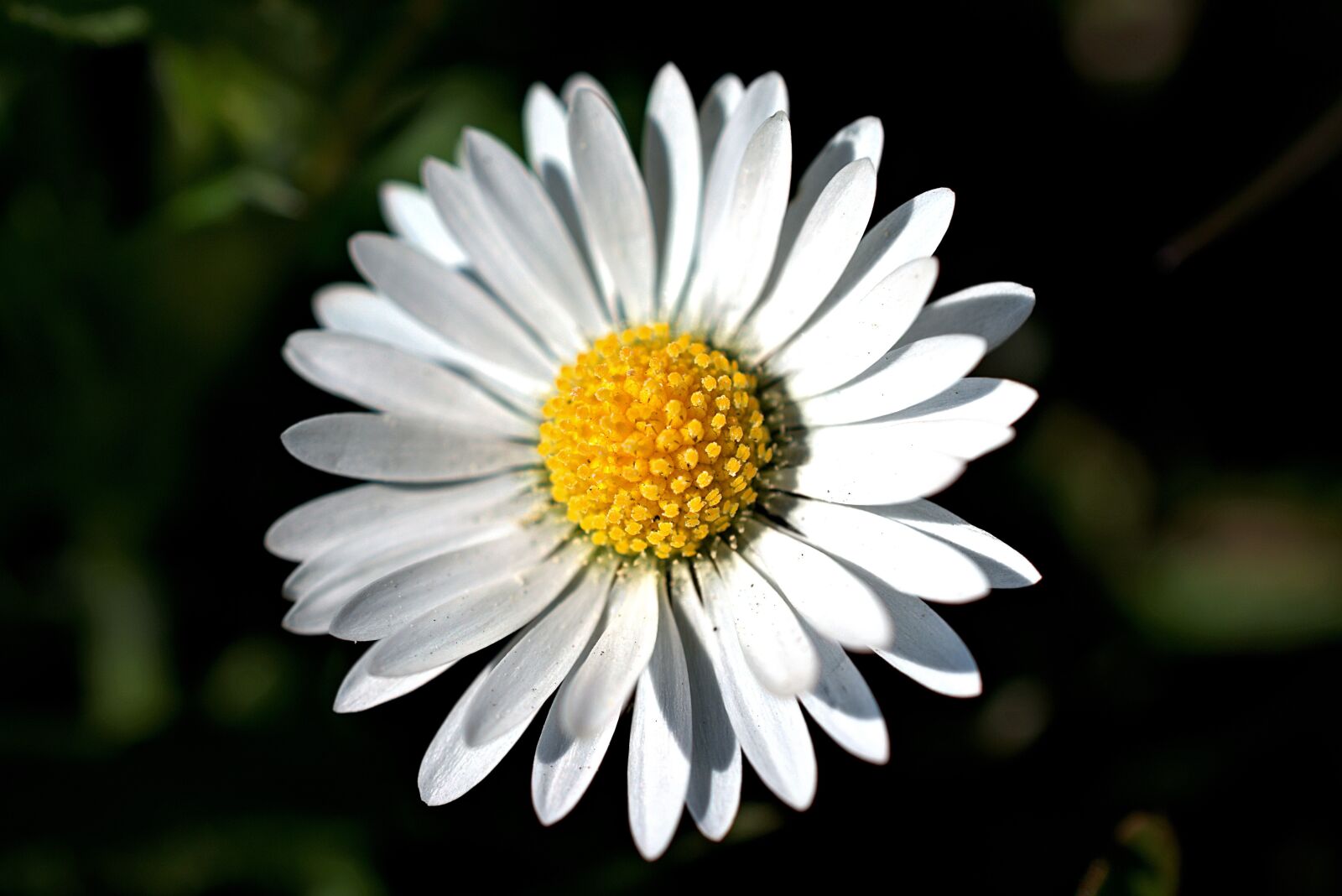 Nikon D3400 sample photo. Daisy, blossoms, bloom photography