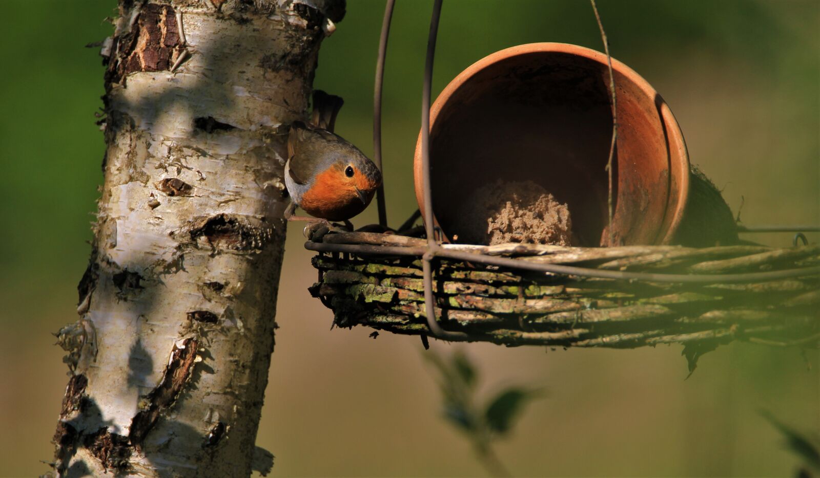 Tamron SP 150-600mm F5-6.3 Di VC USD sample photo. Robin, feeding place, foraging photography