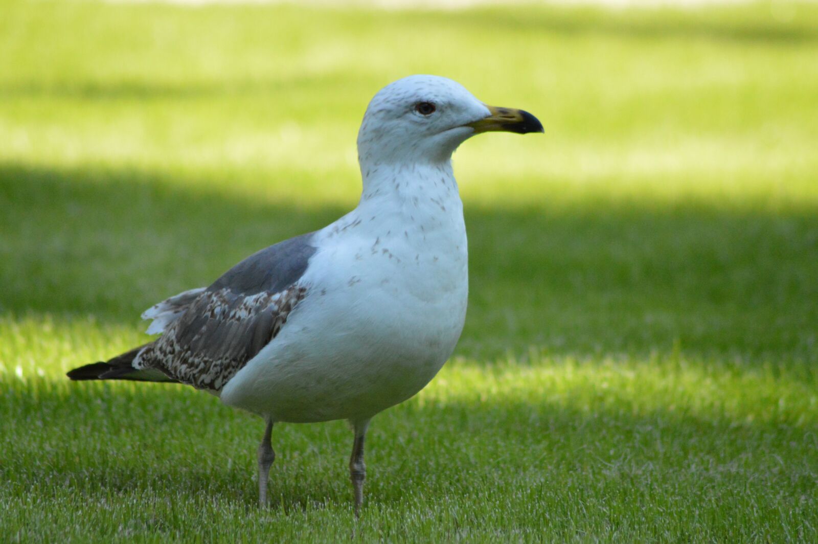 Nikon D3200 sample photo. Seagull, bird, nature photography