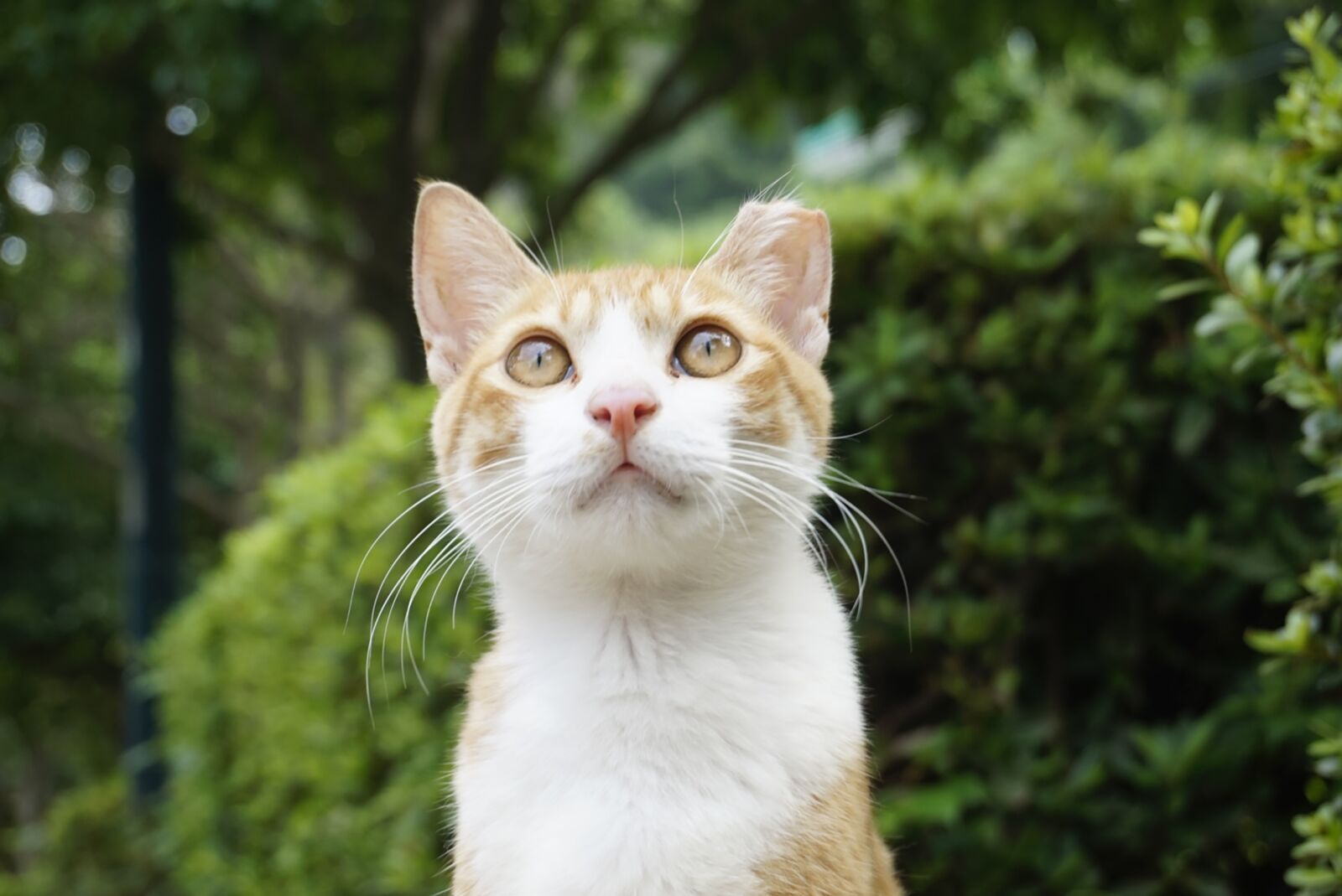 Sony Alpha a5000 (ILCE 5000) sample photo. Street cat, gilnyangyi, mango photography