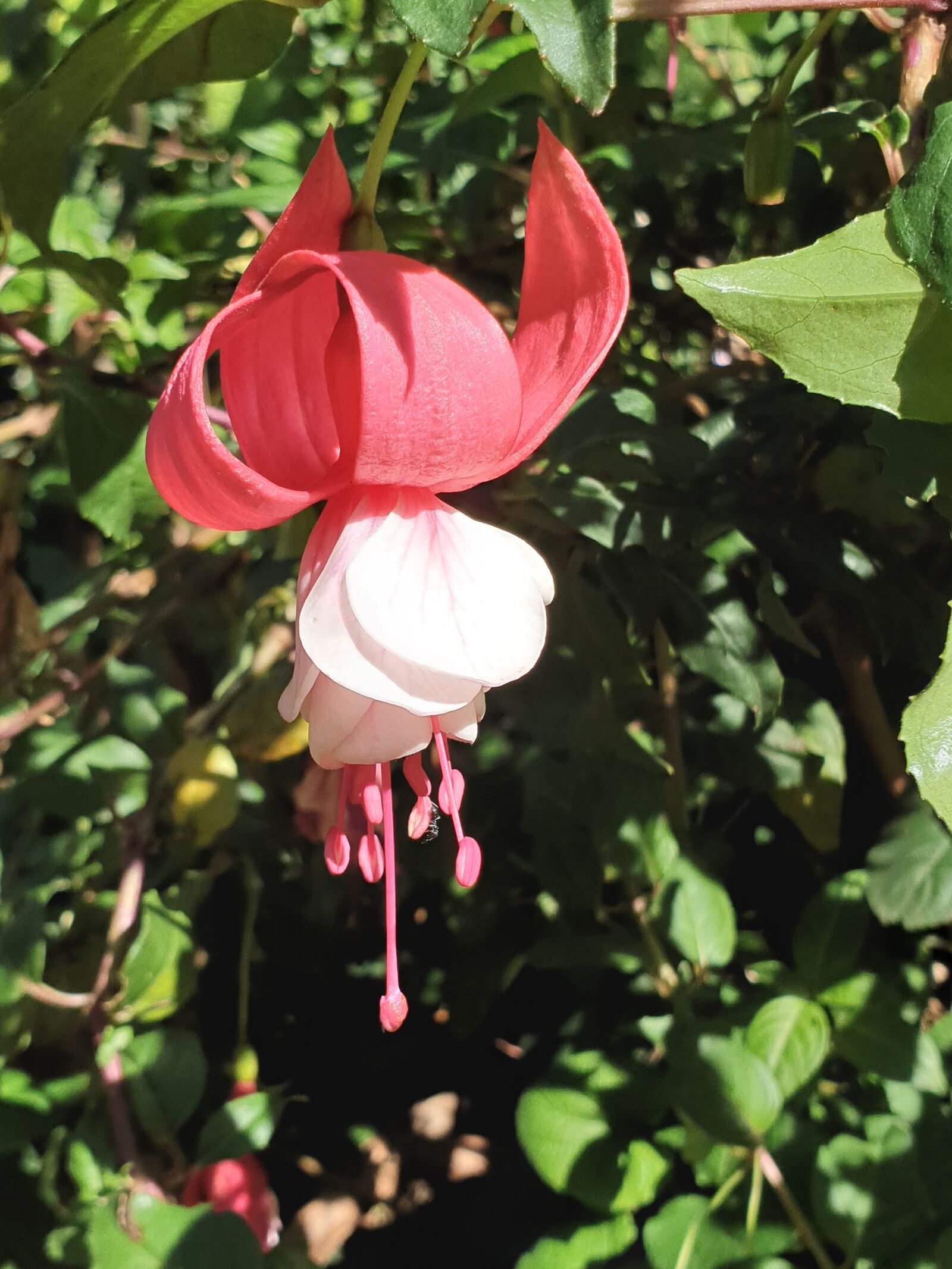 Samsung Galaxy Note9 sample photo. Fuschia, flower, pink photography