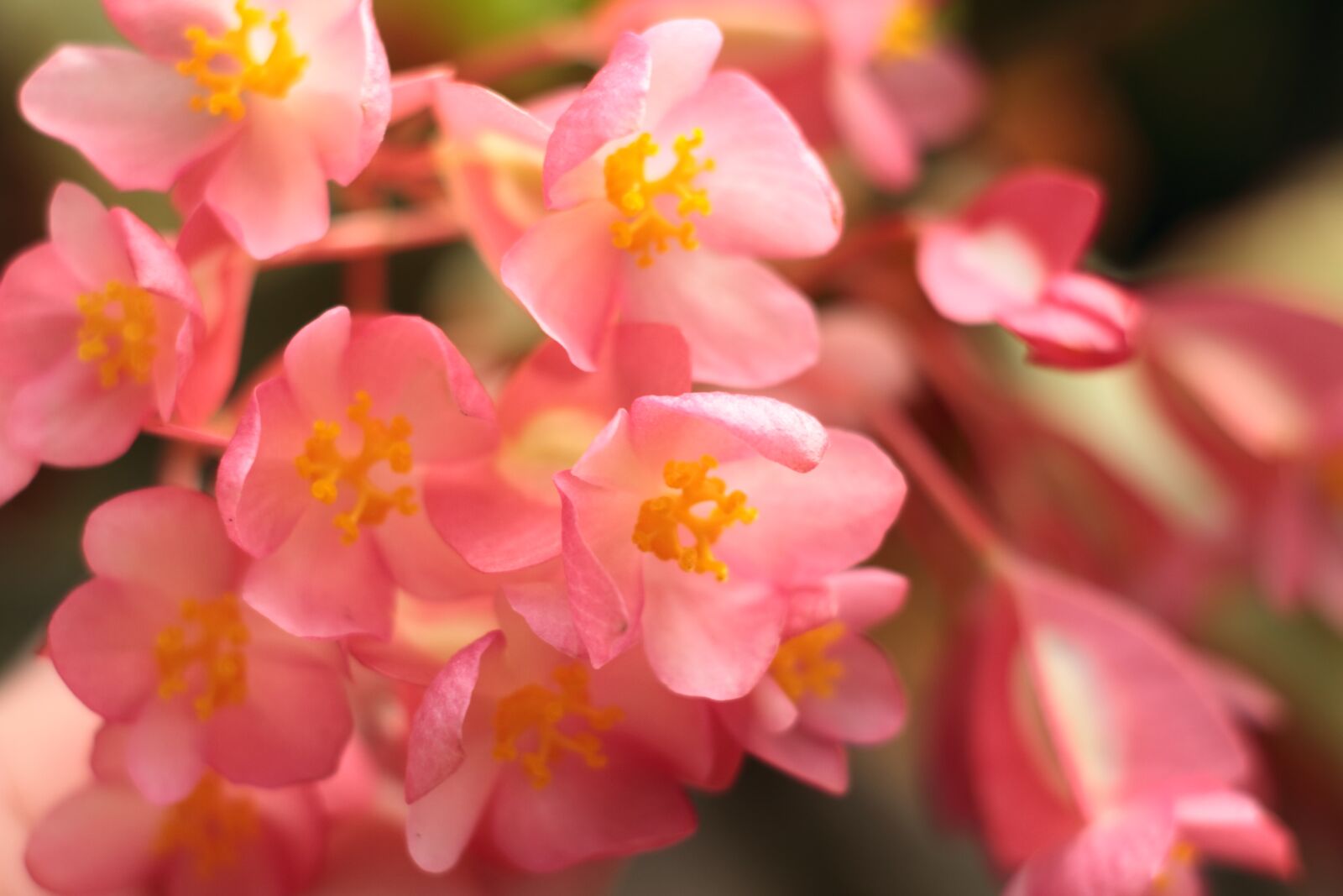 YN50mm f/1.8 II sample photo. Flowers, flower, petal photography