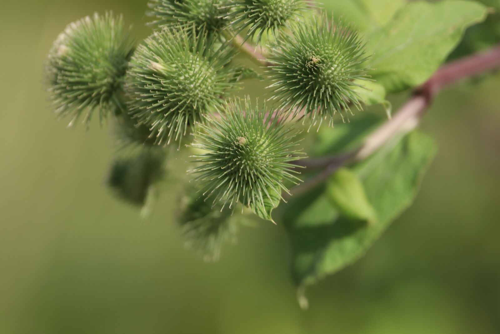 150-600mm F5-6.3 DG OS HSM | Contemporary 015 sample photo. Flower, klee, nature photography