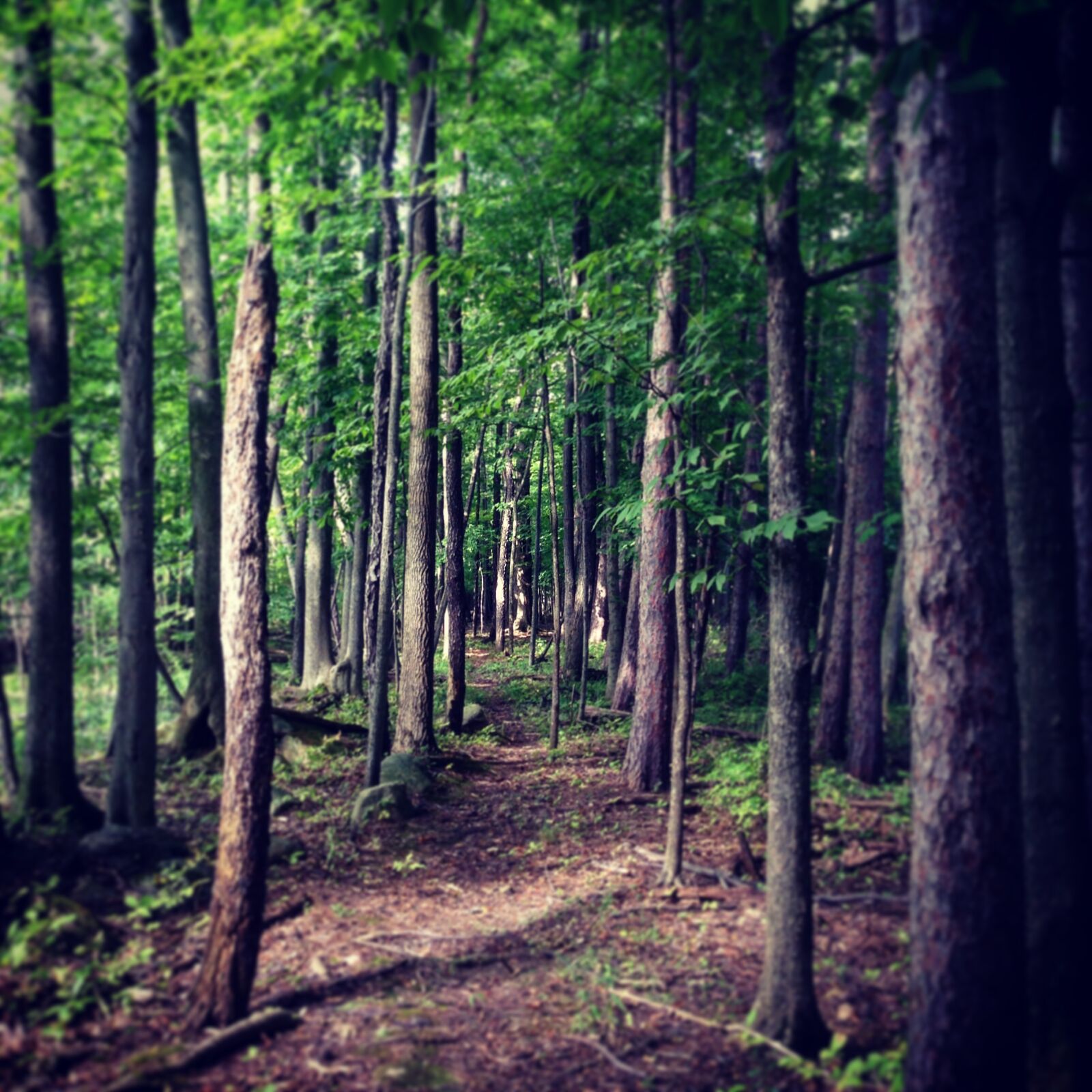 iPhone 5c back camera 4.12mm f/2.4 sample photo. Forest, trail, nature photography