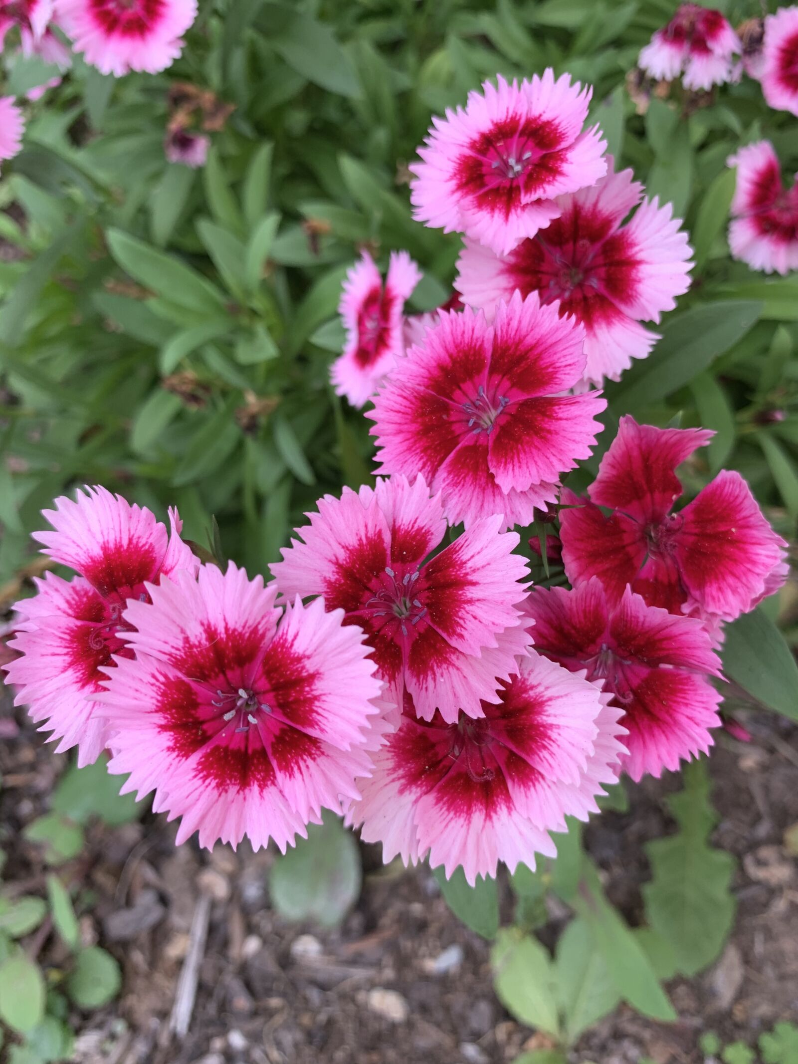 Apple iPhone XS sample photo. Dianthus, flowers, pink photography