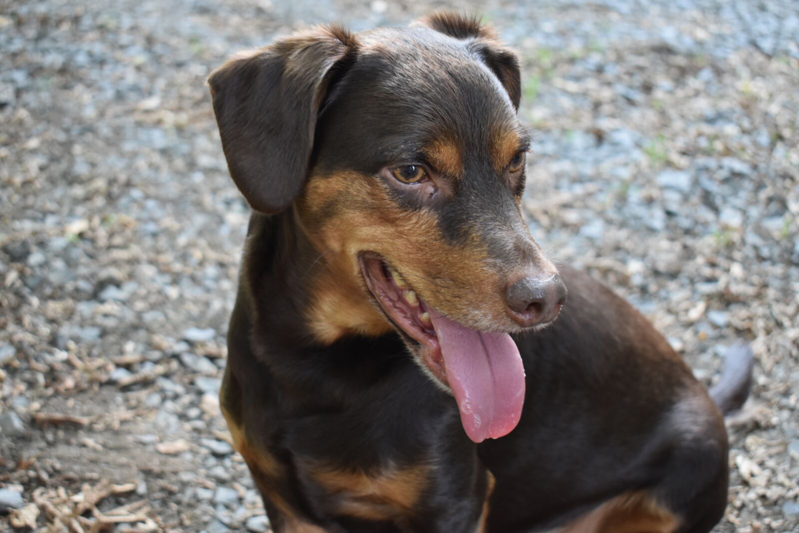 Nikon D3500 sample photo. Sweet, dog, out photography