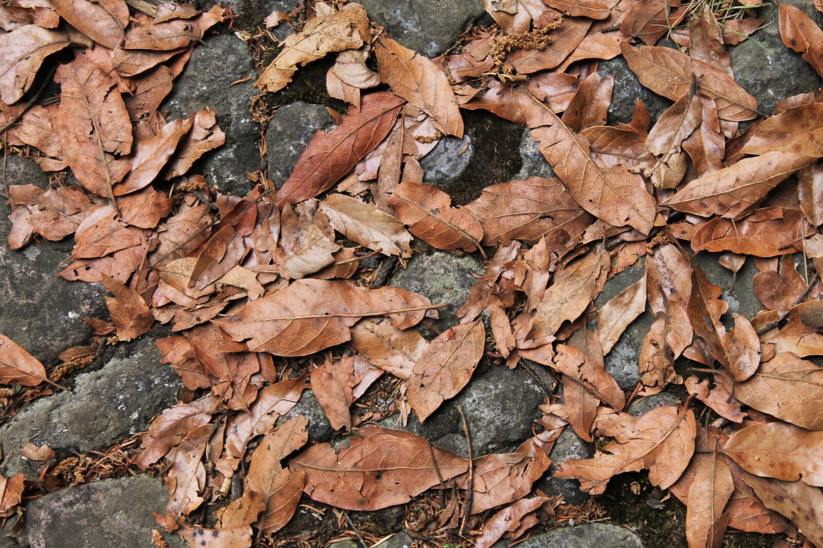 Canon EOS 1100D (EOS Rebel T3 / EOS Kiss X50) sample photo. Dry, nature, texture photography