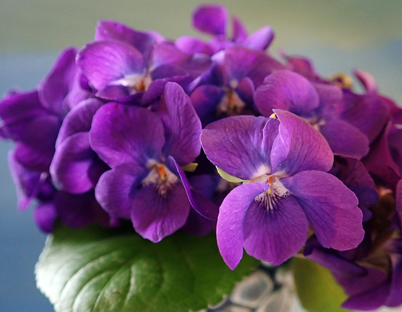 Olympus TG-5 sample photo. Violets, perfume, fragrant photography