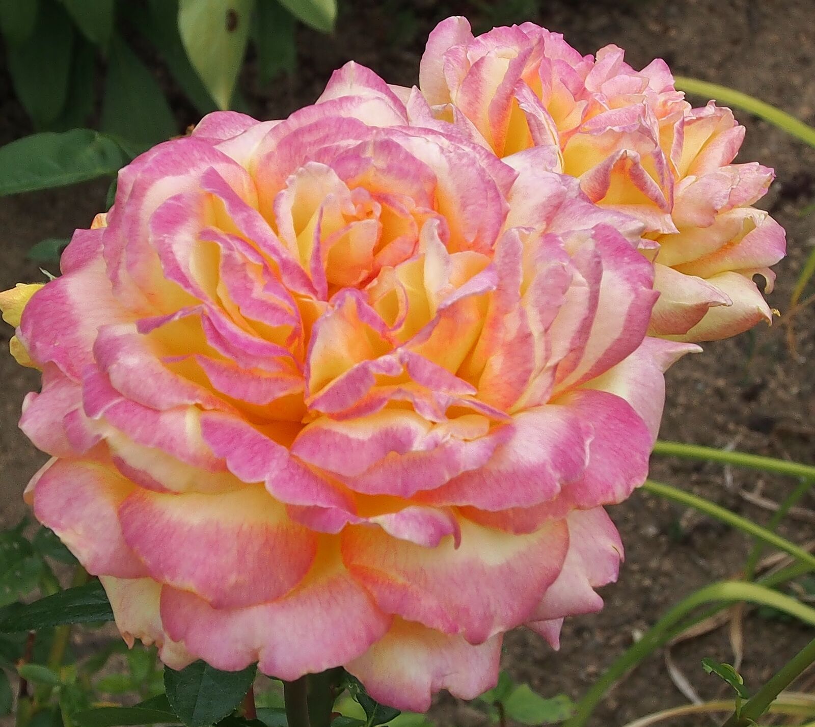 Olympus OM-D E-M5 sample photo. Rose, pink-yellow, blossom photography