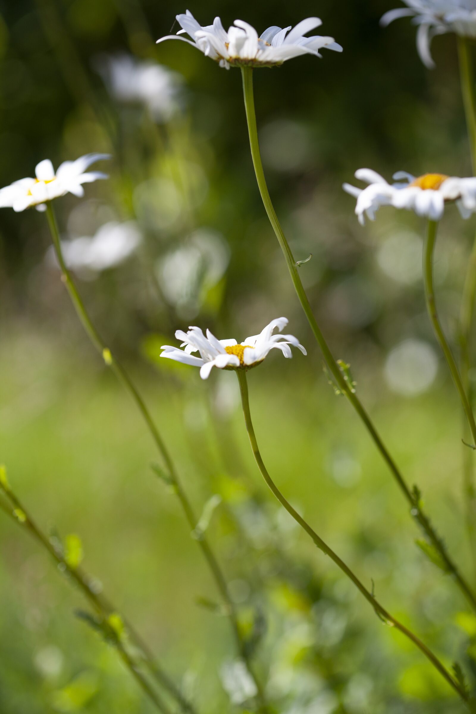 Canon EOS 5D Mark II sample photo. Daisy, garden, flower photography