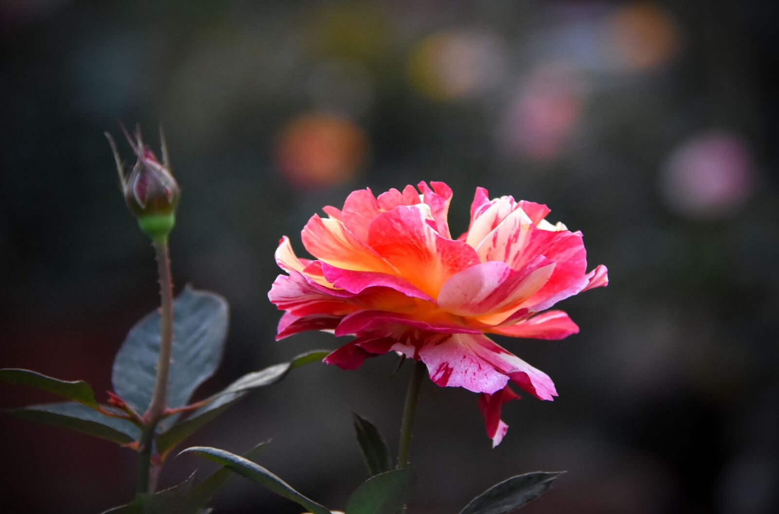 Nikon D7200 sample photo. Red, rose, flower photography