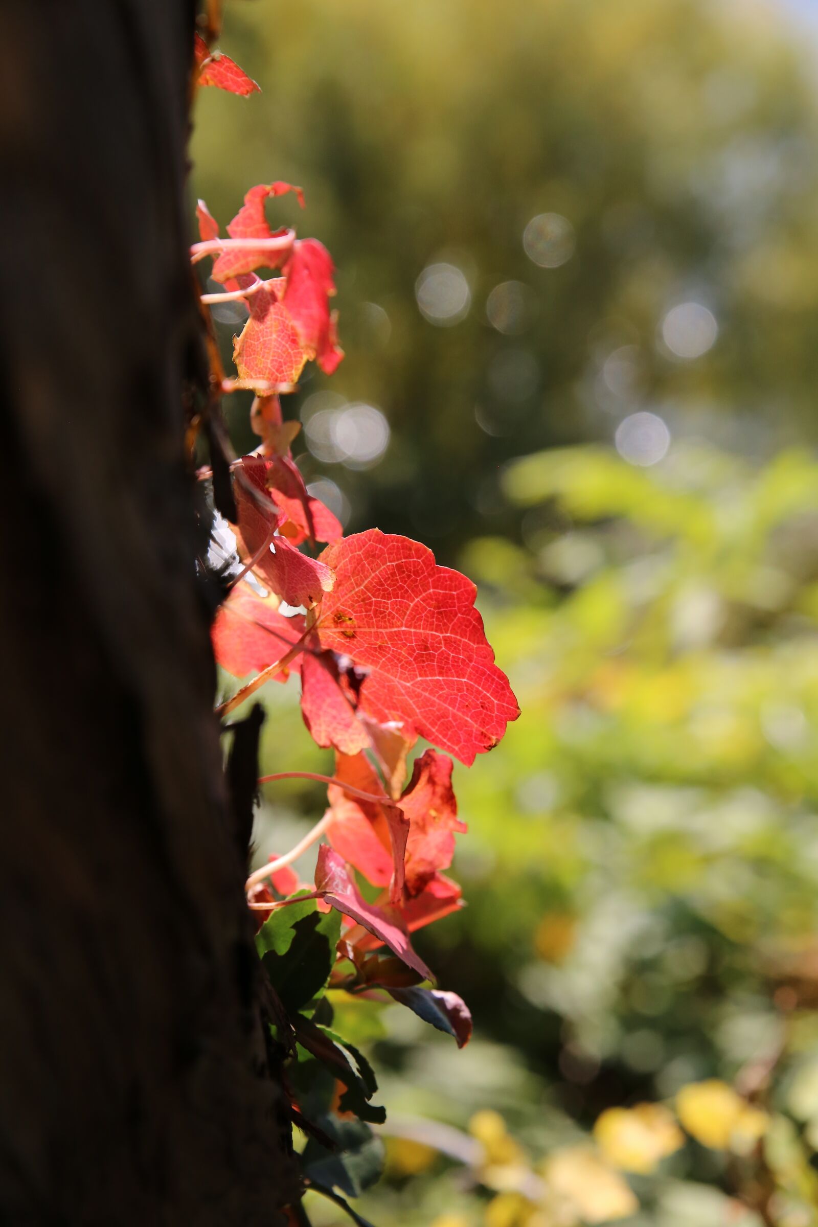 Canon EOS 6D sample photo. Autumn, zhu, autumn leaves photography