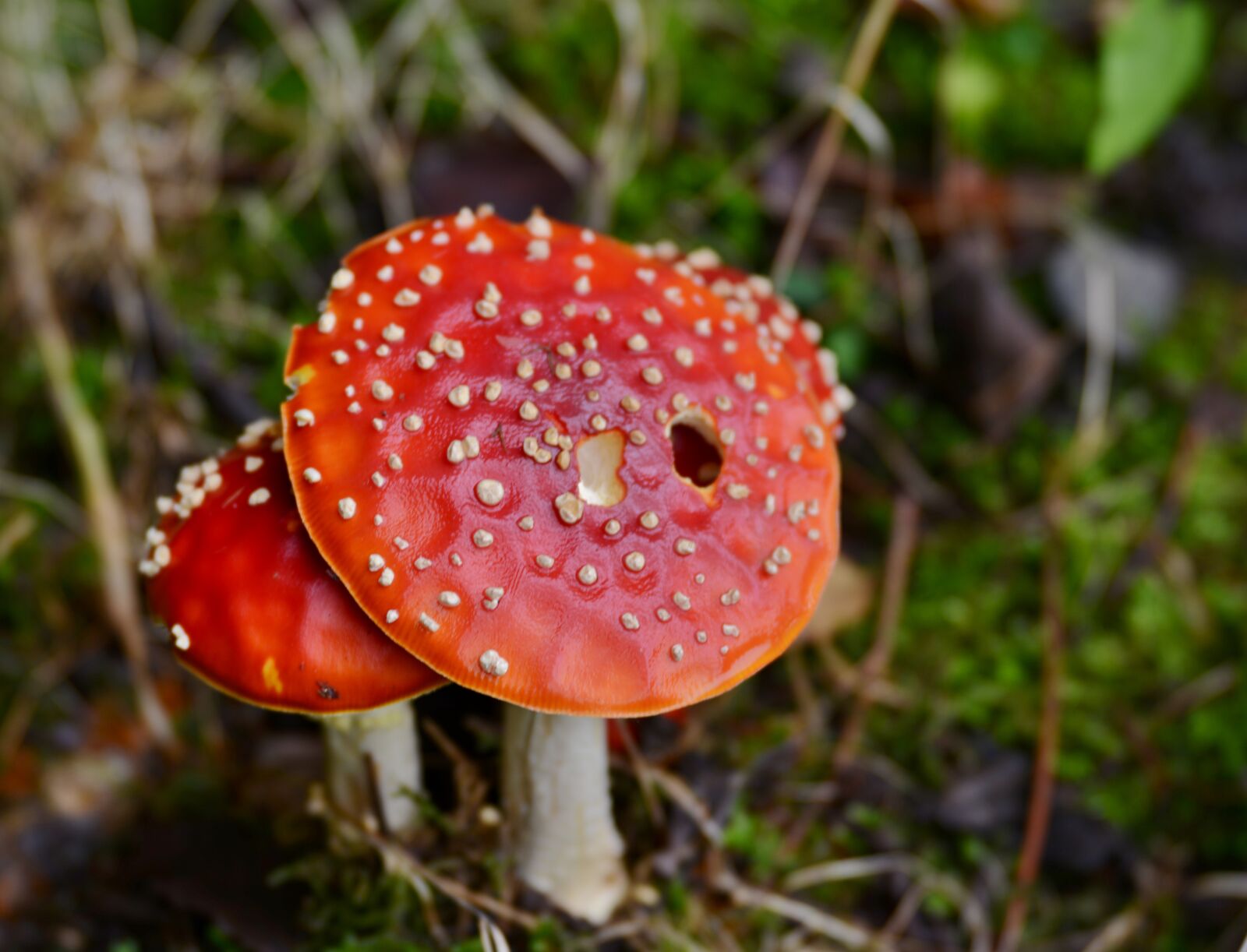 Nikon D600 sample photo. Mushroom, red with white photography