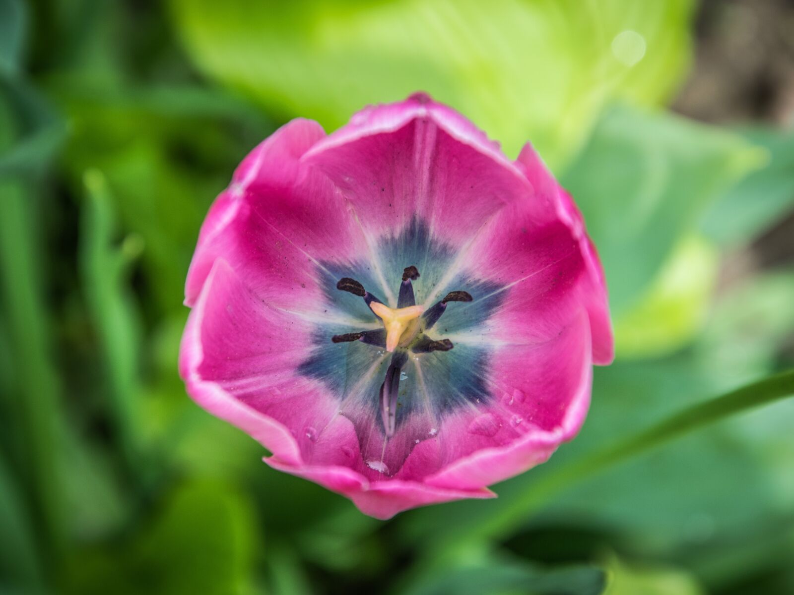 Nikon D5300 sample photo. Flower, tulip, garden photography
