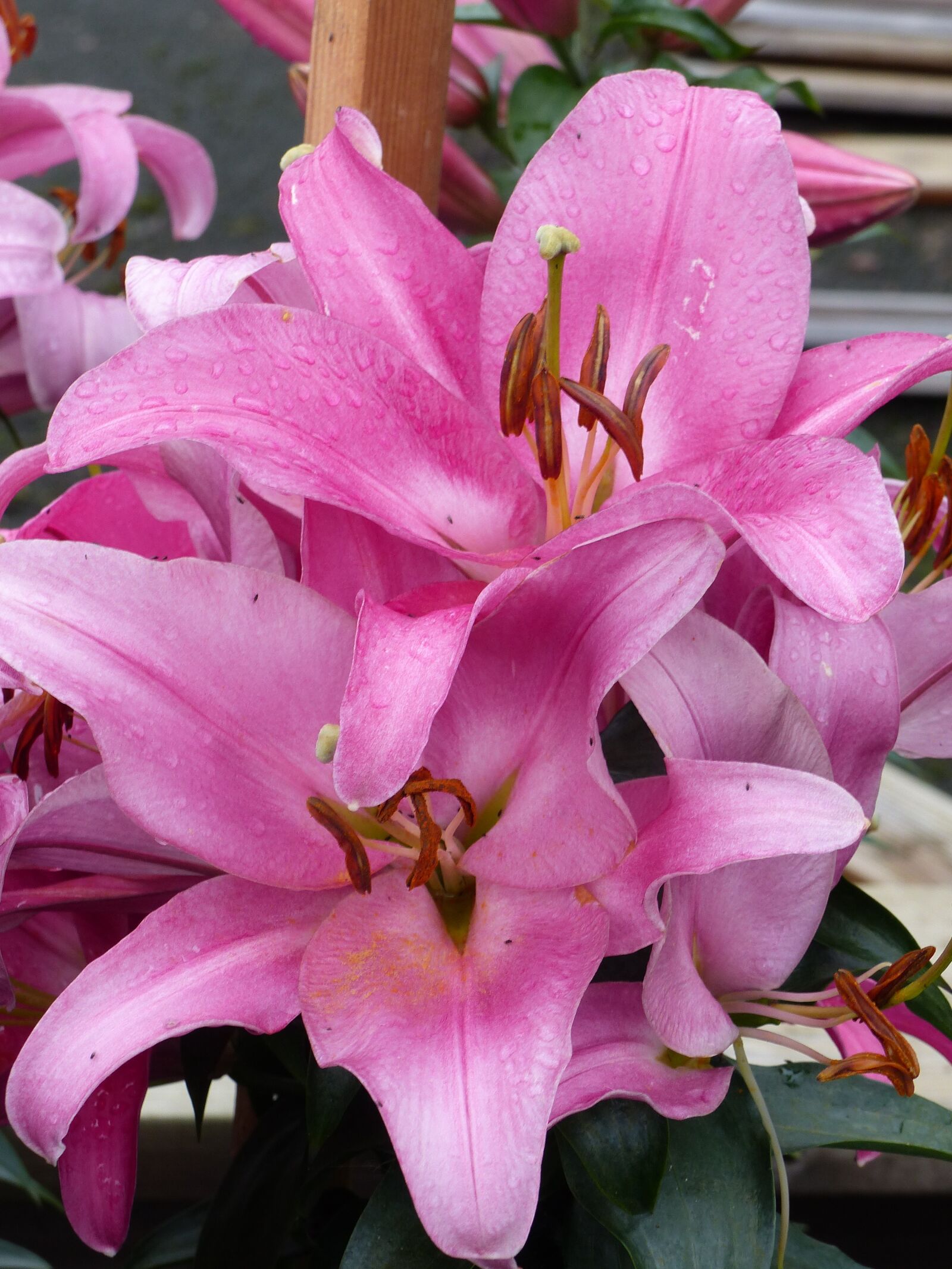 Panasonic Lumix DMC-FZ200 sample photo. Lilies, pink, flowers photography