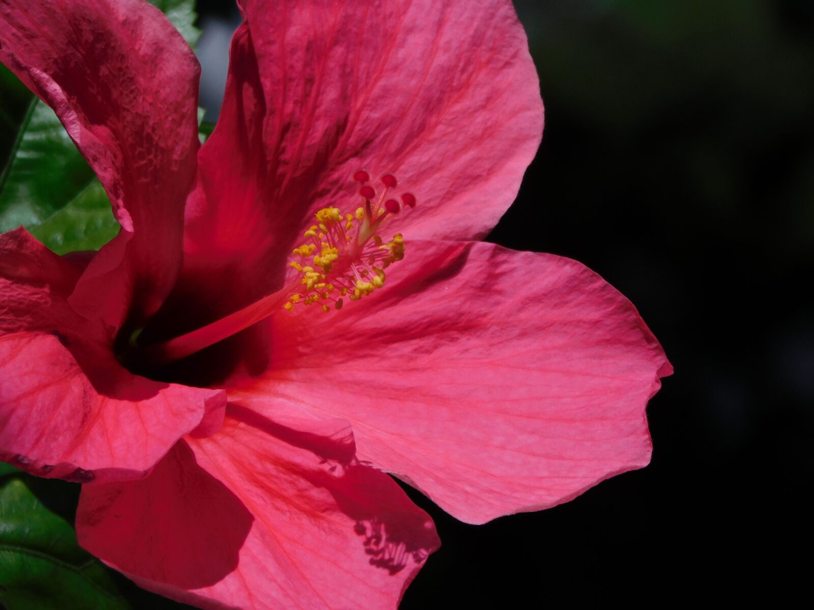 Nikon Coolpix L840 sample photo. Flower, hibiscus, plant photography