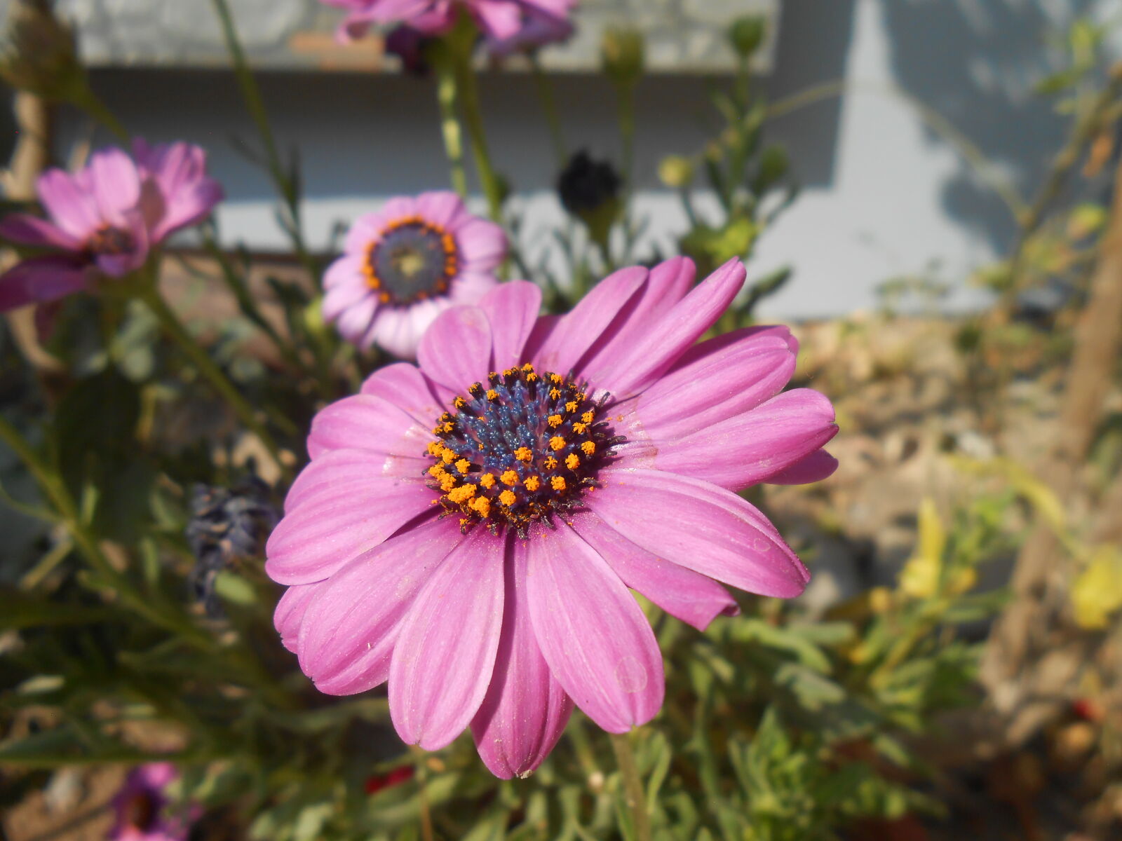 Nikon COOLPIX S4200 sample photo