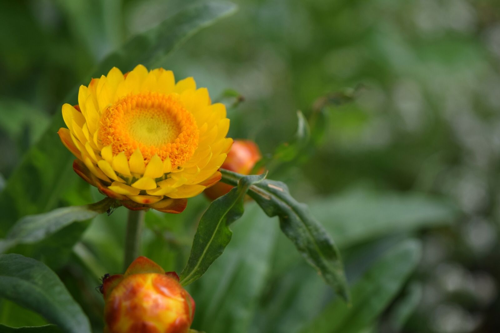 Nikon D5300 sample photo. Flower, macro, petals photography