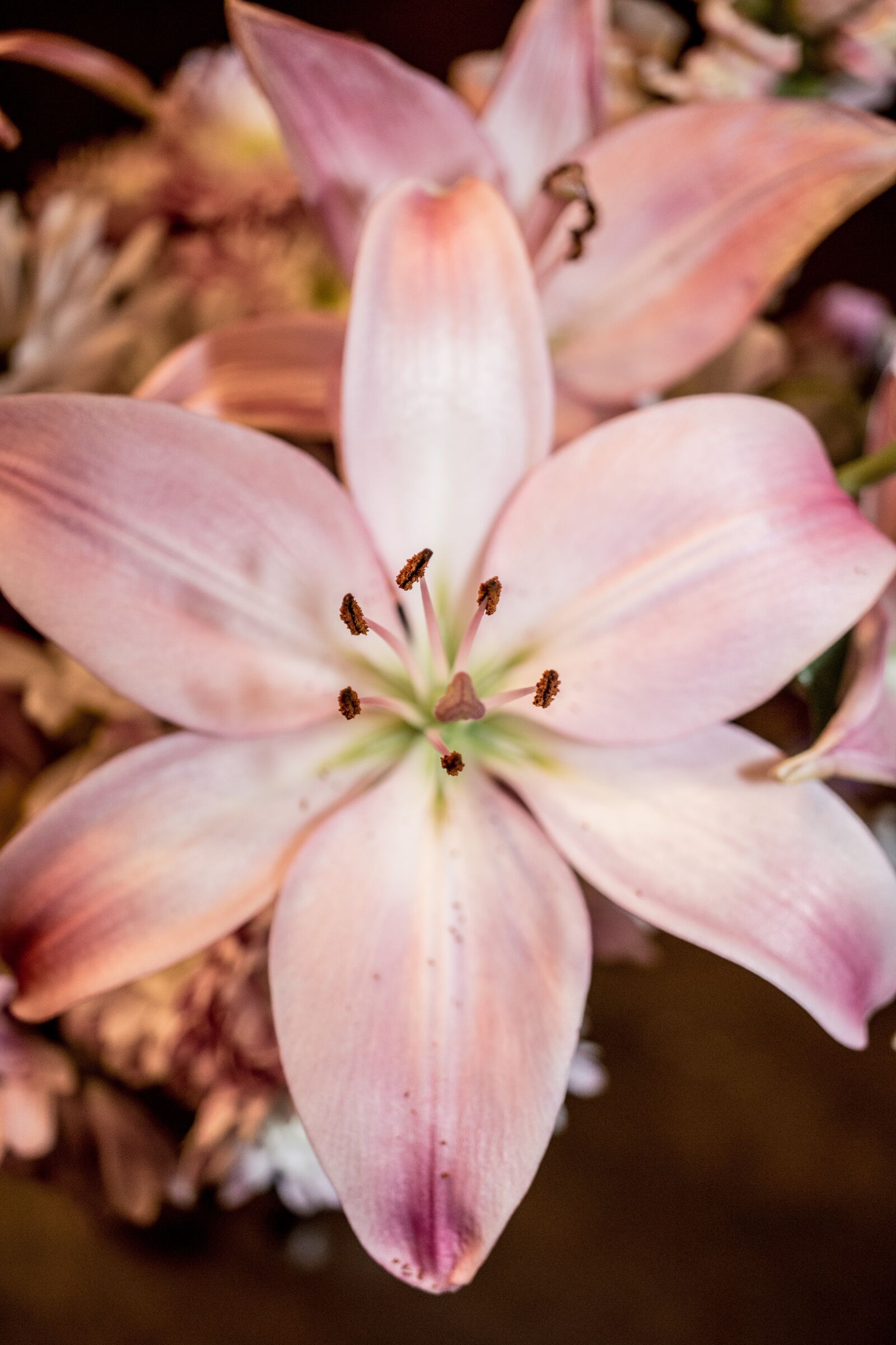 Canon EOS 70D sample photo. Flower, pink, blossom photography