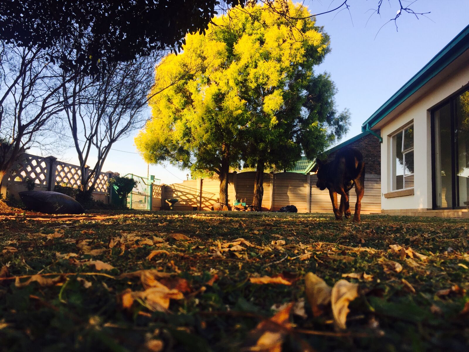 iPhone 6 back camera 4.15mm f/2.2 sample photo