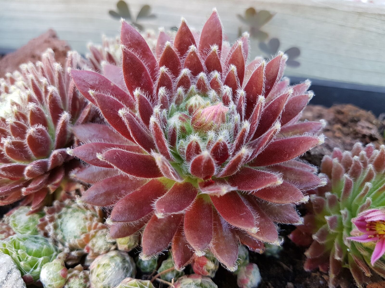 Samsung Galaxy S7 sample photo. Plant, cactus, prickly photography