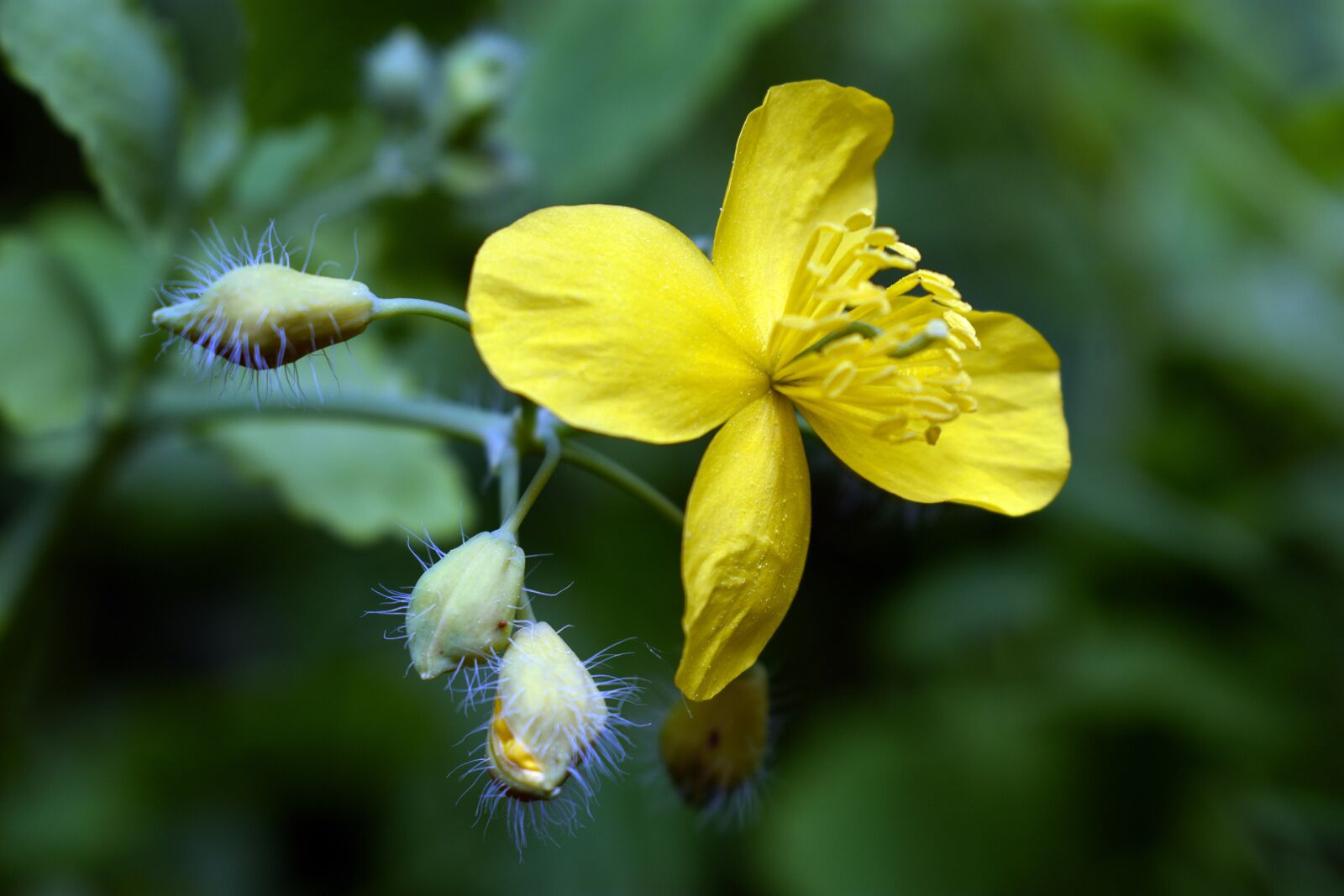 Nikon D3400 sample photo. Park, flowers spring, yellow photography