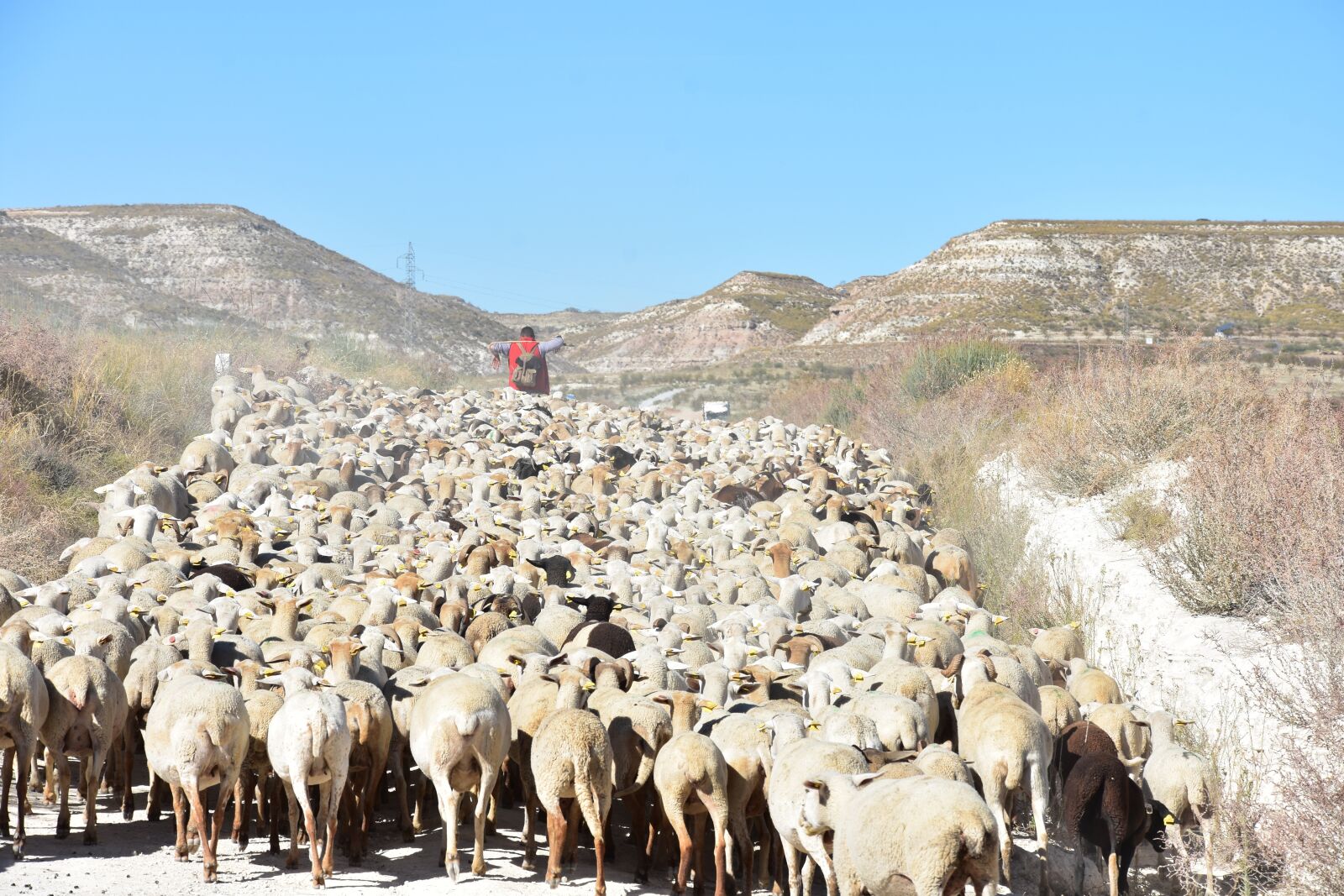 Nikon D7200 sample photo. Sheep, flock, animal husbandry photography