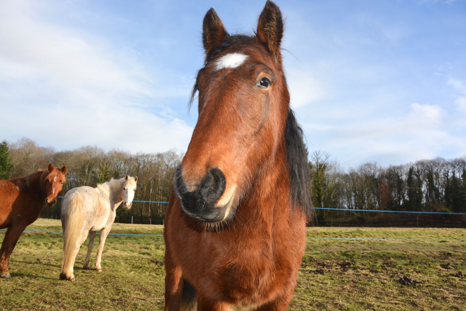 Nikon D5200 sample photo. Horse, head face, next photography