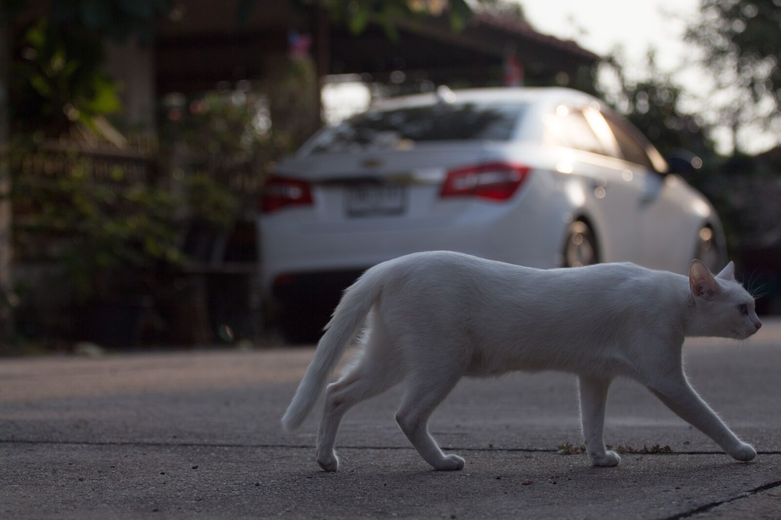 Canon EF 70-200mm F4L USM sample photo. Cat, walk, view photography