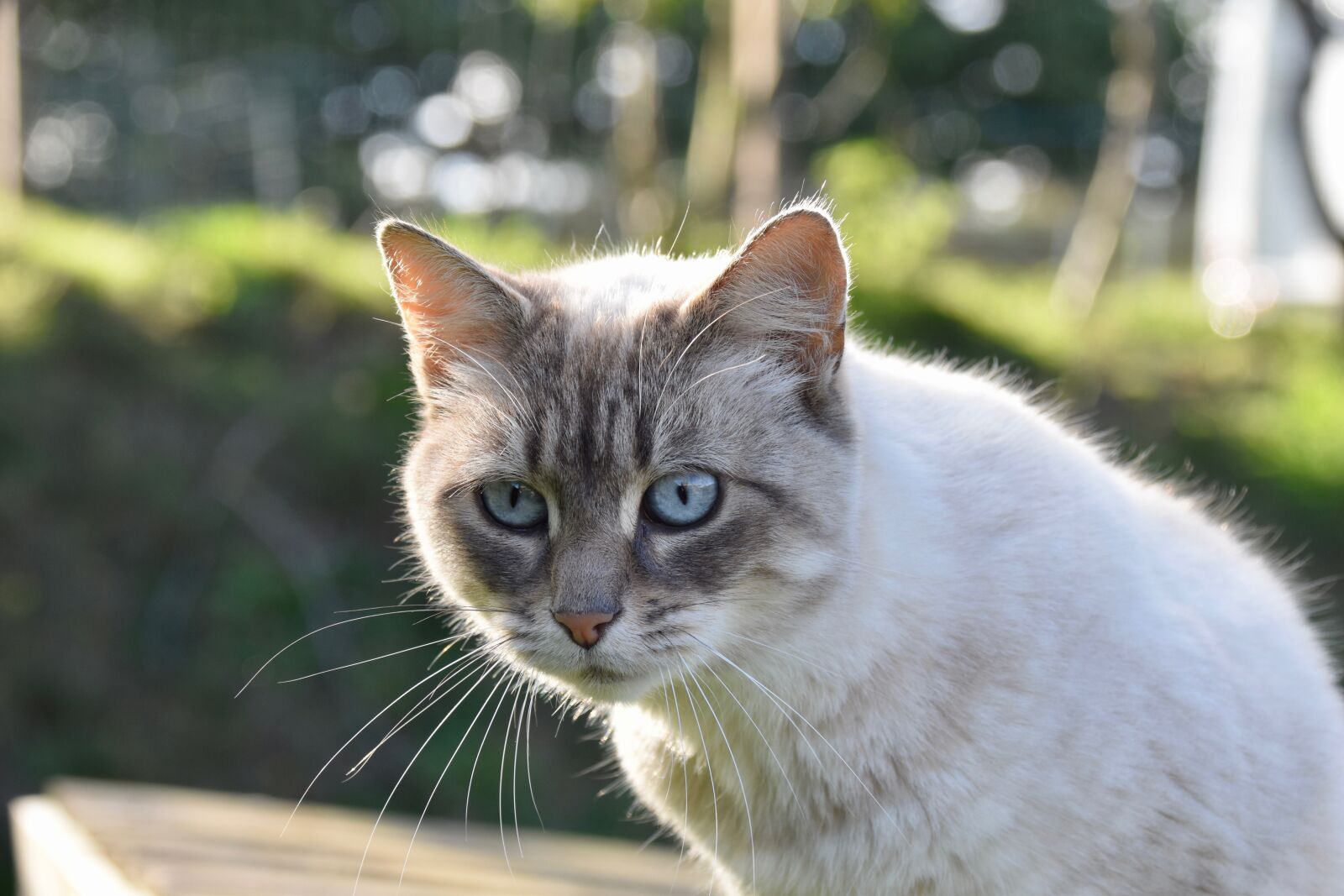Nikon D5600 sample photo. Cat, european shorthair, pet photography