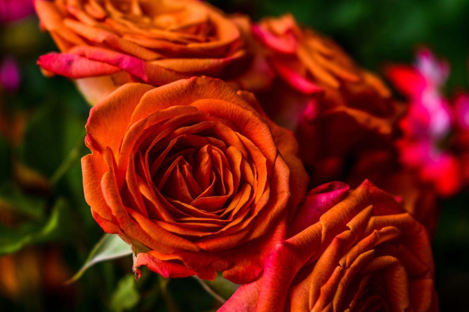 Nikon D3400 sample photo. Flower, rosa, petal photography